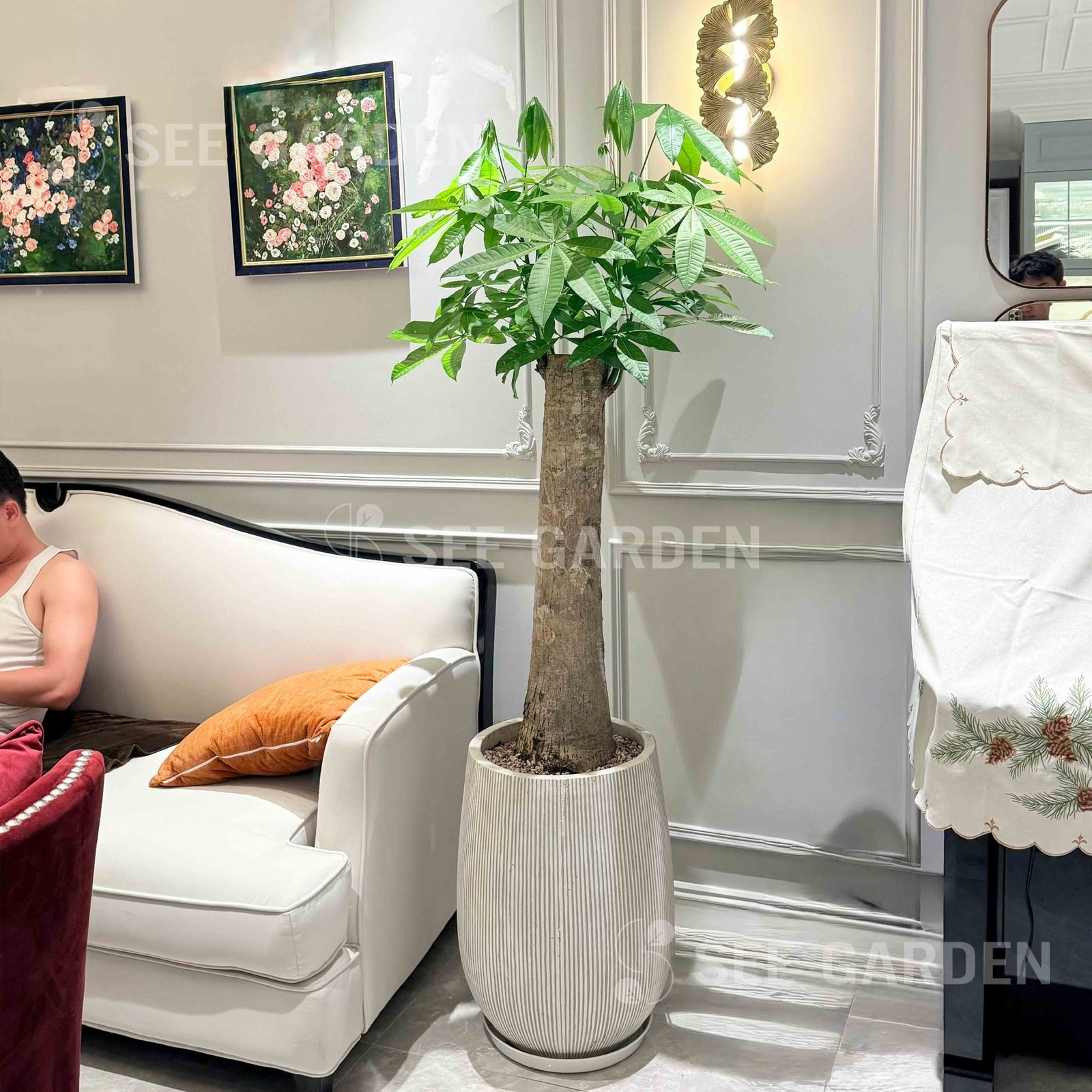 Kim Ngân Trụ Lớn Chậu Giọt Nước Kẻ Trắng