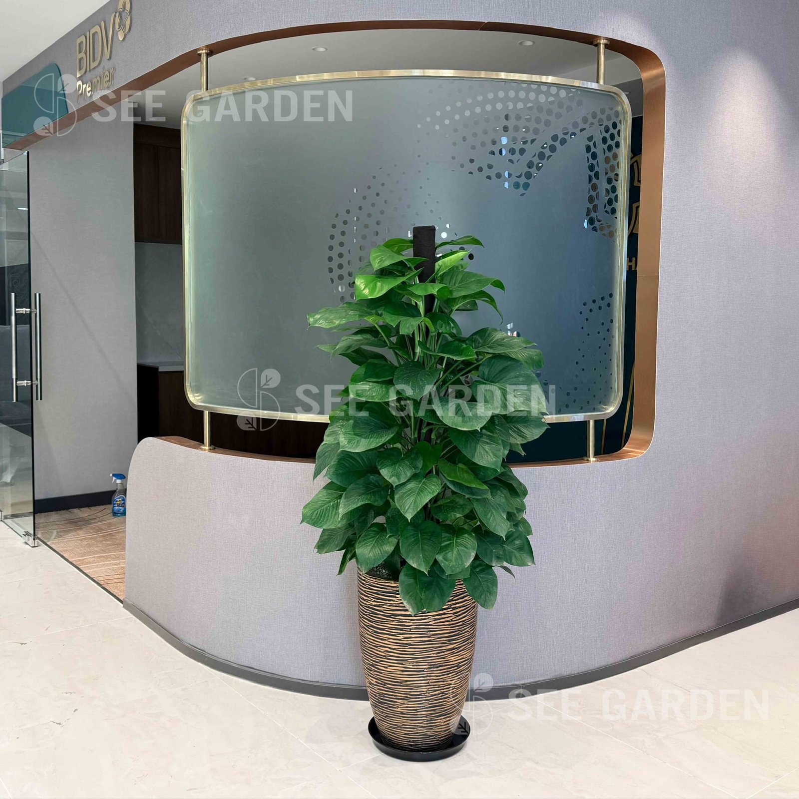 Trầu Bà Leo Cột Chậu Vàng Đồng 55cm