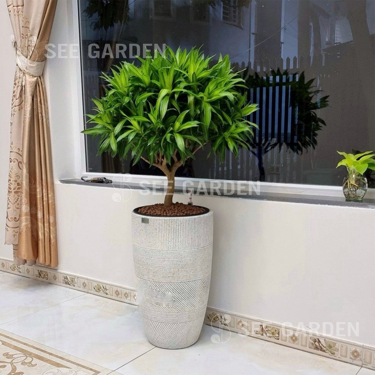 Trúc Bách Hợp Chậu Composite