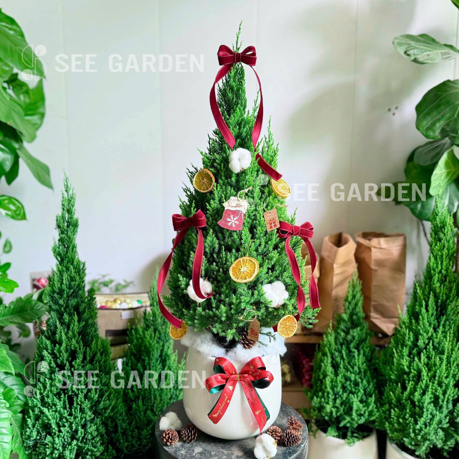 Set tùng nơ nhung chậu lê L22