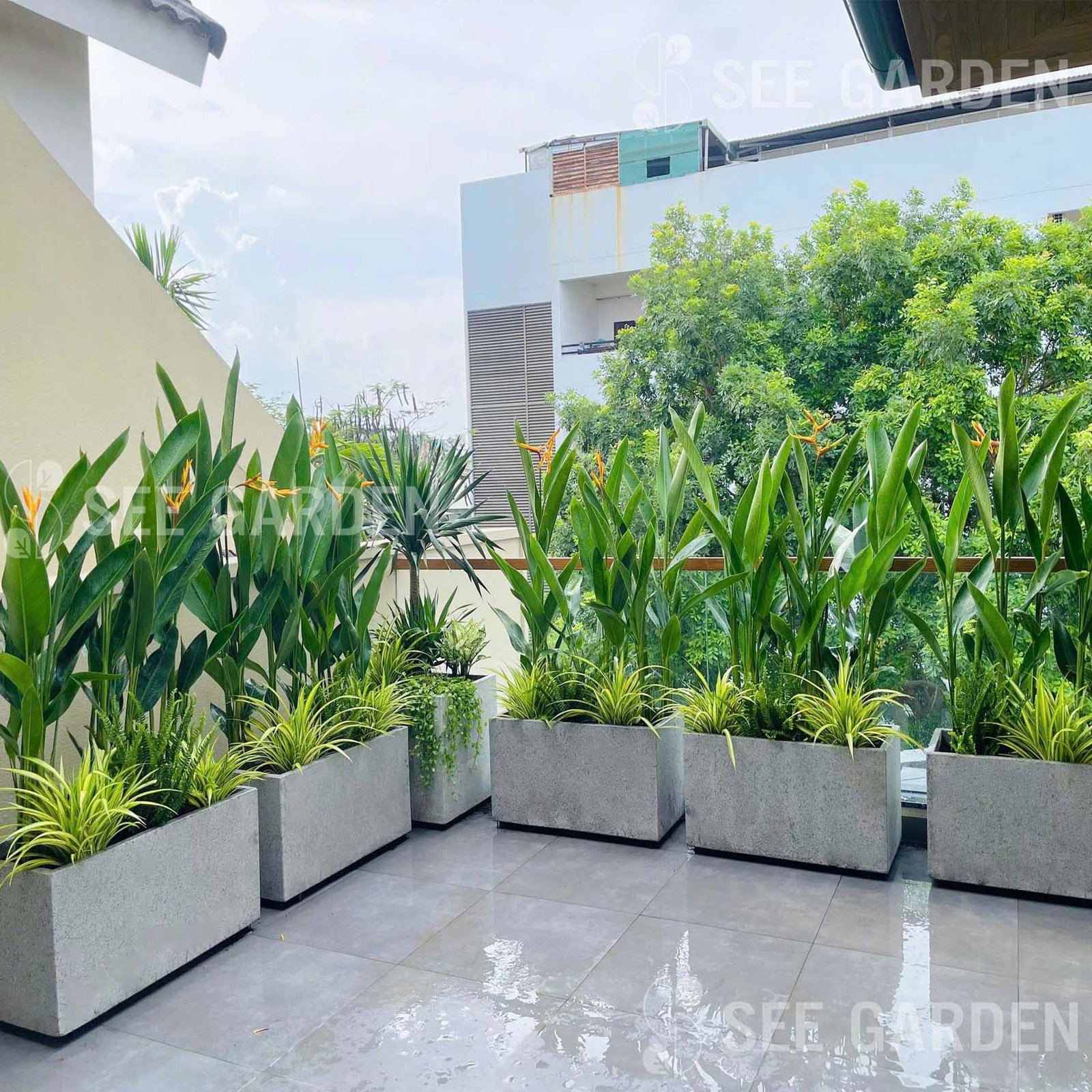 [Balcony] Set thiên điểu thái và phát tài núi đơn giản tạo mảng tường xanh