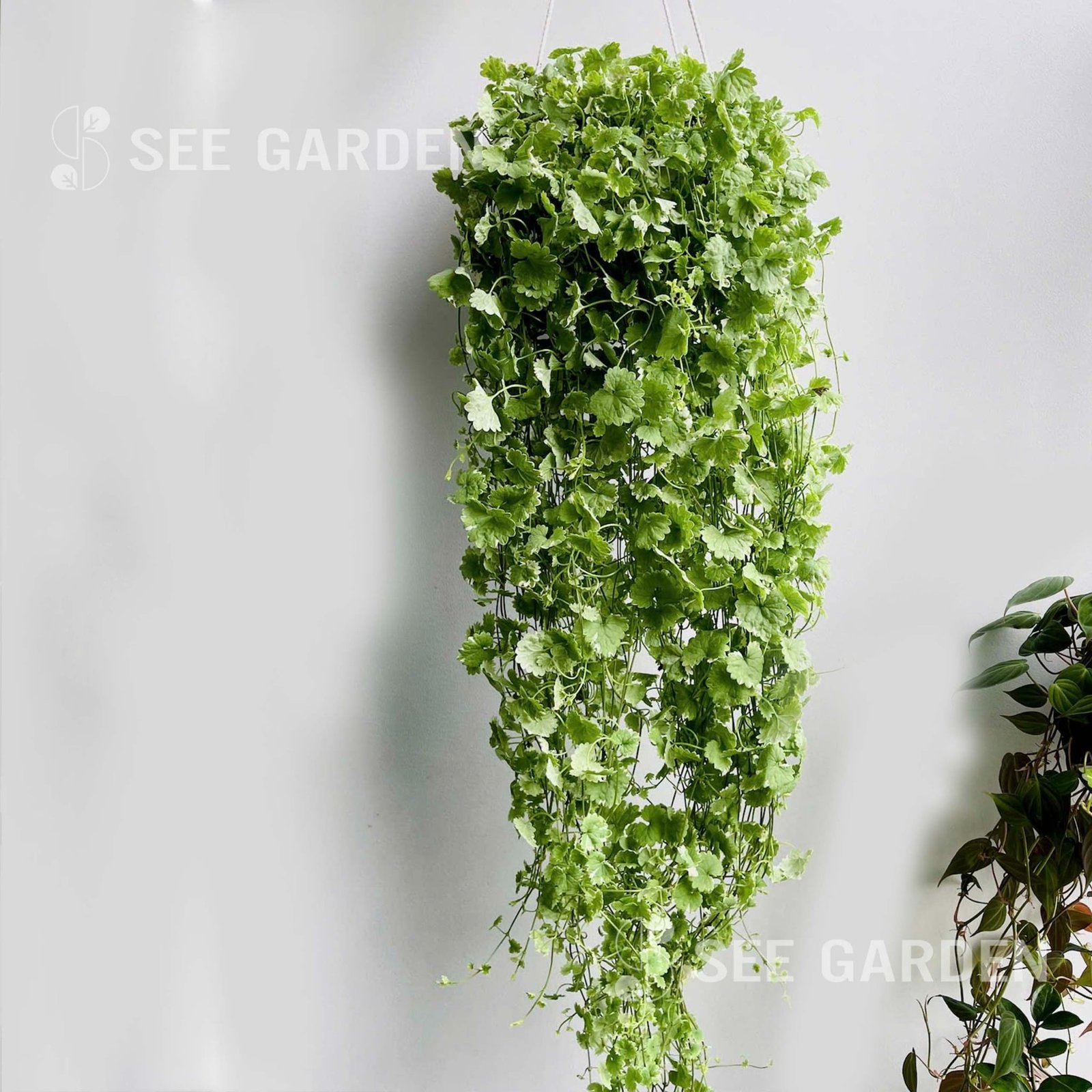 Tích Tuyết Thảo [Centella asiatica]