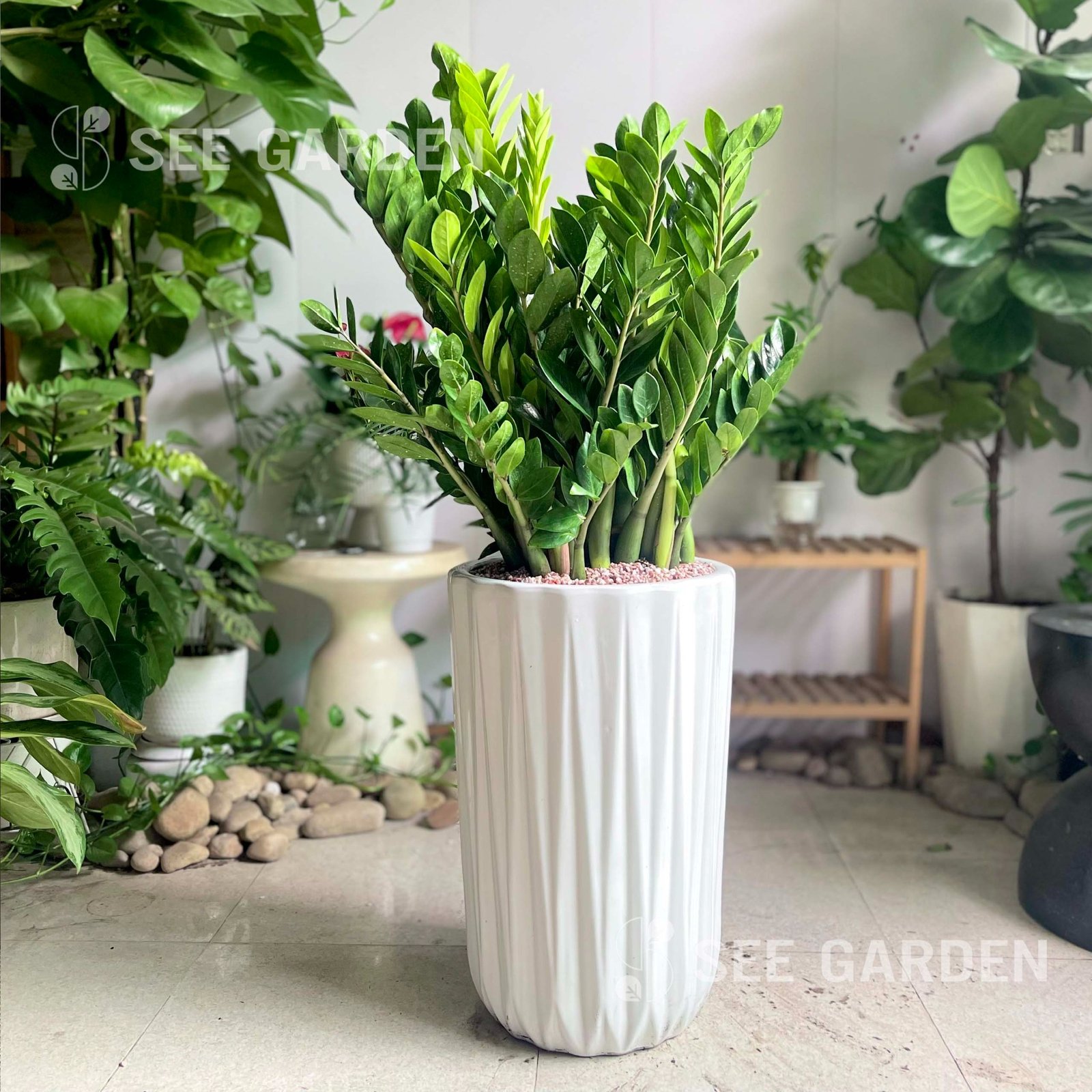 Kim Tiền Lớn Chậu K1 [Large ZZ Plant]