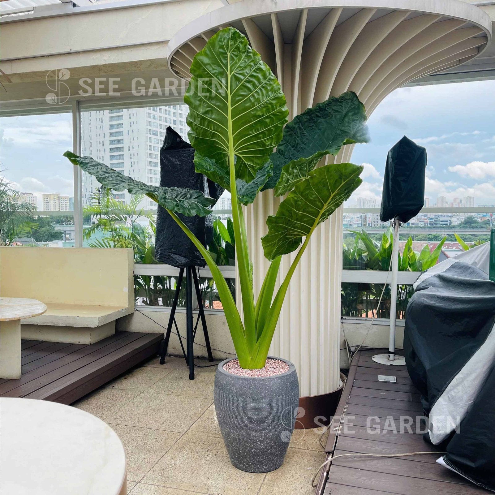 Ráy Tai Voi Size Đại