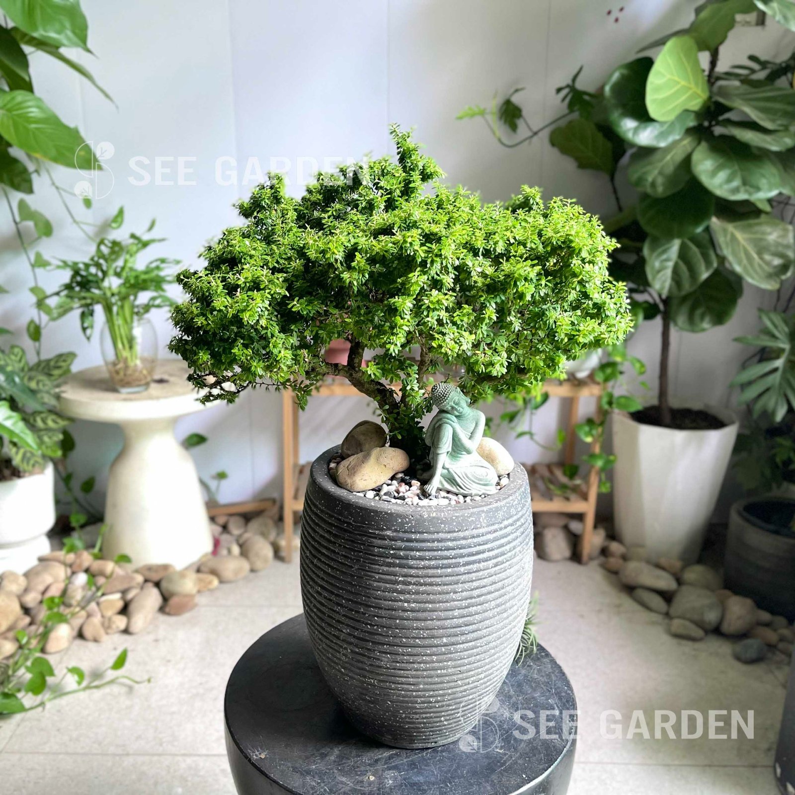 Linh Sam Bonsai Chậu Lu mini 2