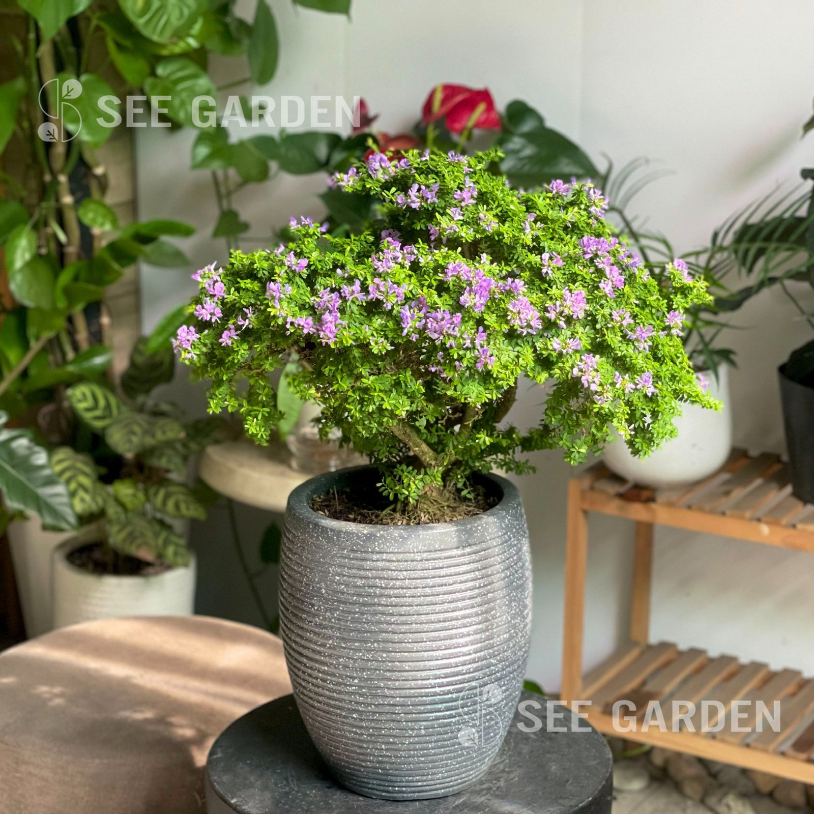 Linh Sam Bonsai Chậu Lu mini