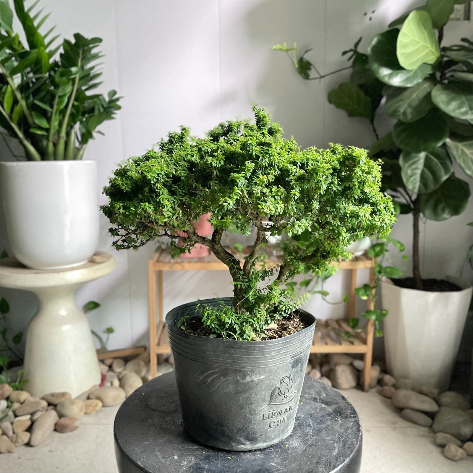 Linh Sam Bonsai