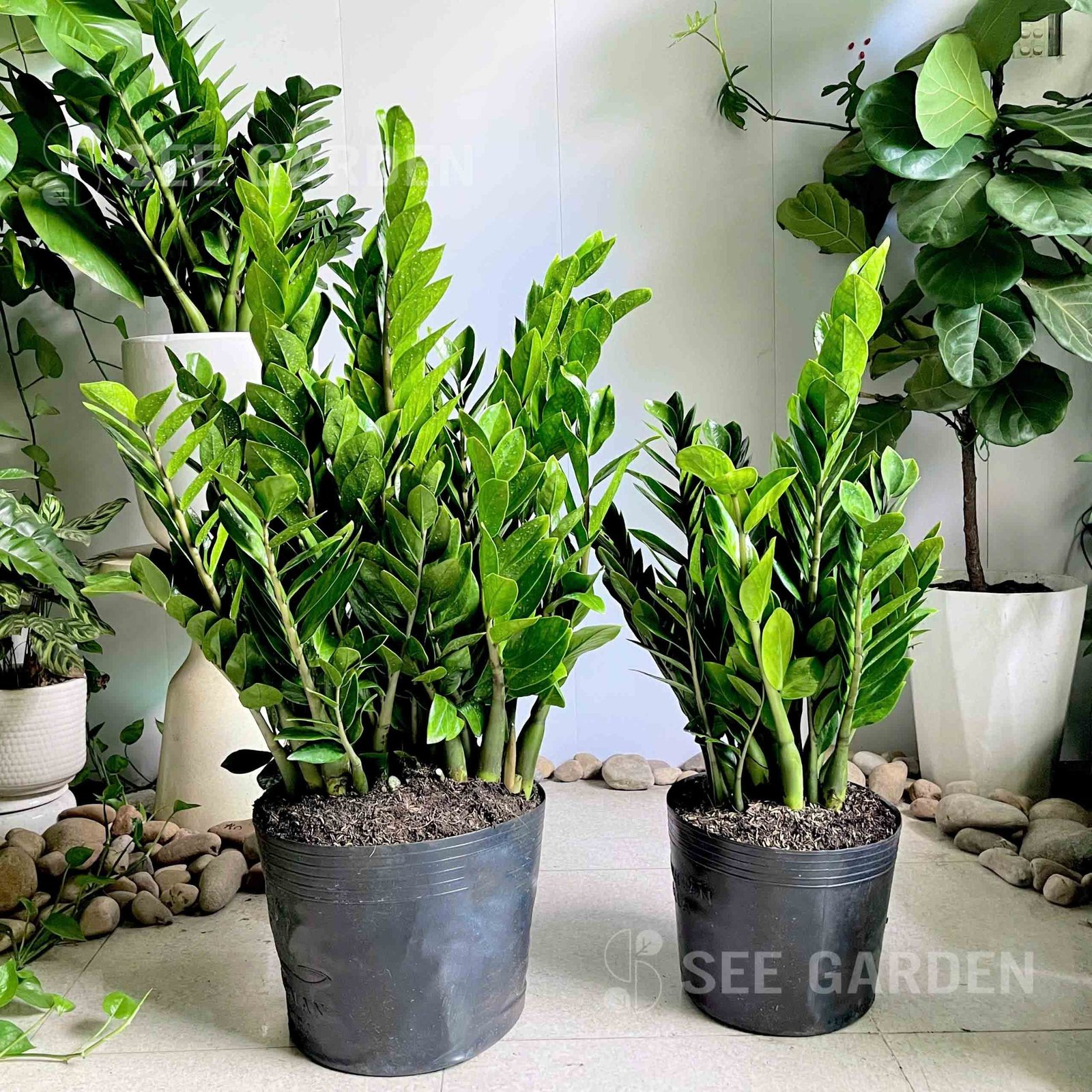 Kim tiền - Kim phát tài
