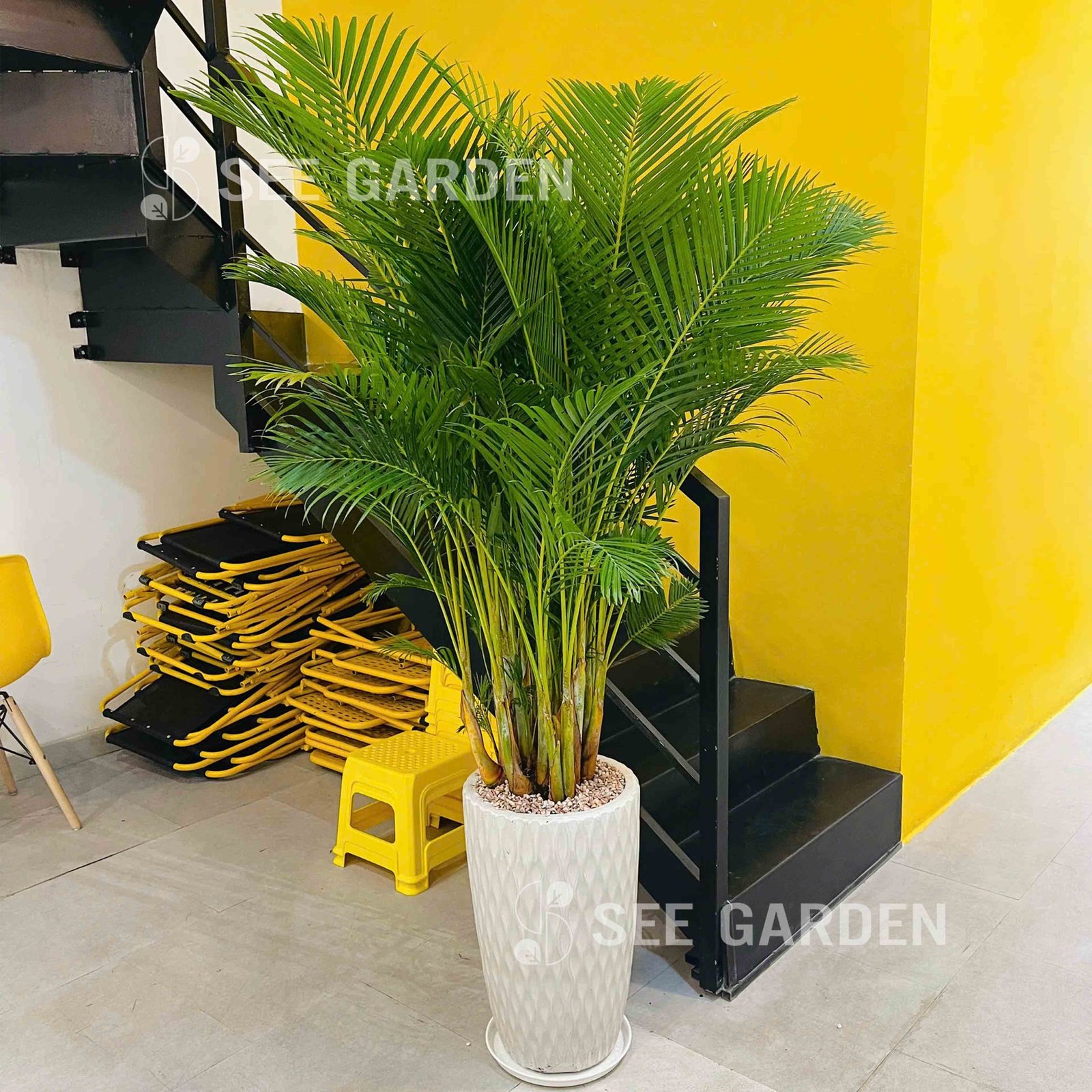 Cau Vàng Chậu Men LV2