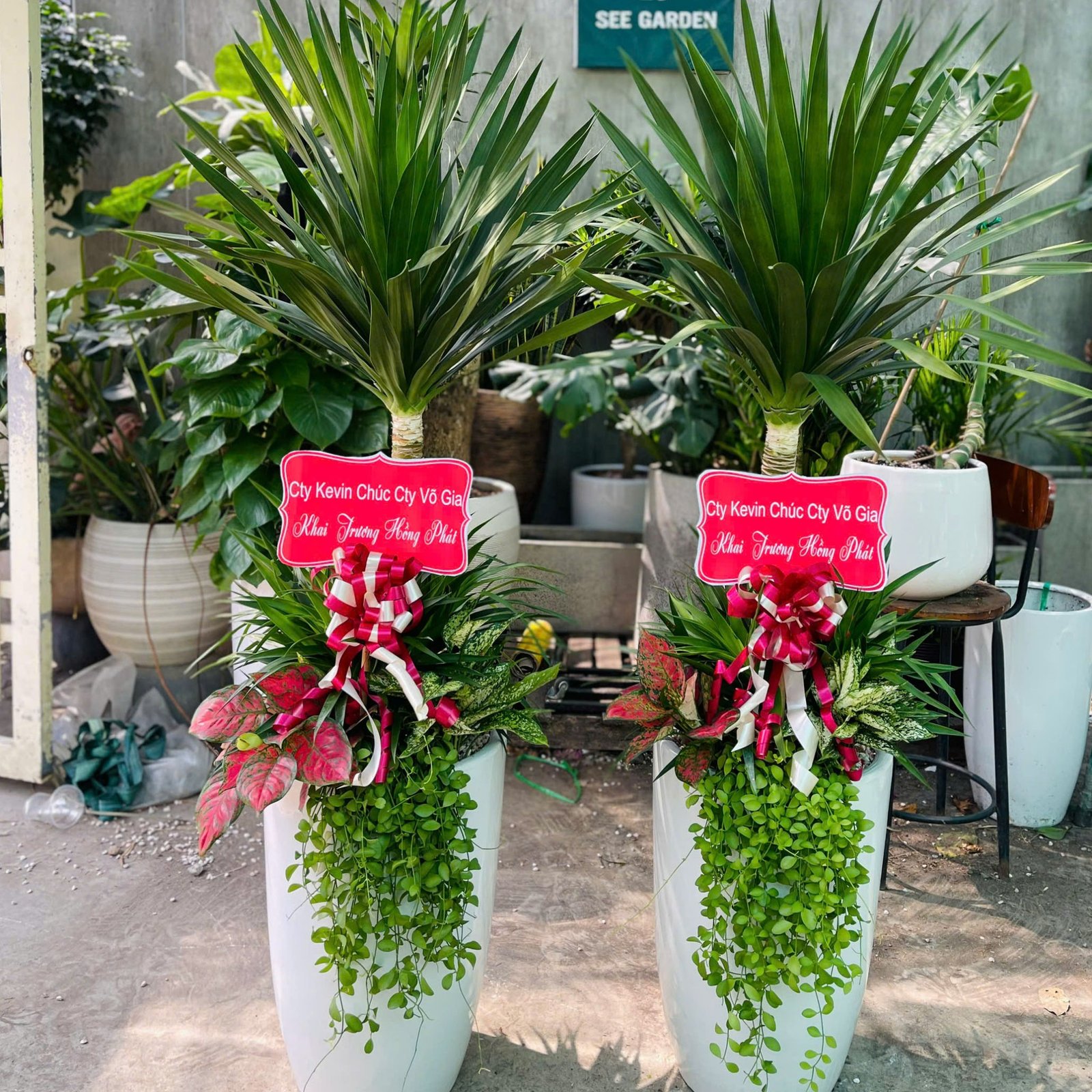 Cặp Phát Tài Núi mix chậu men trắng
