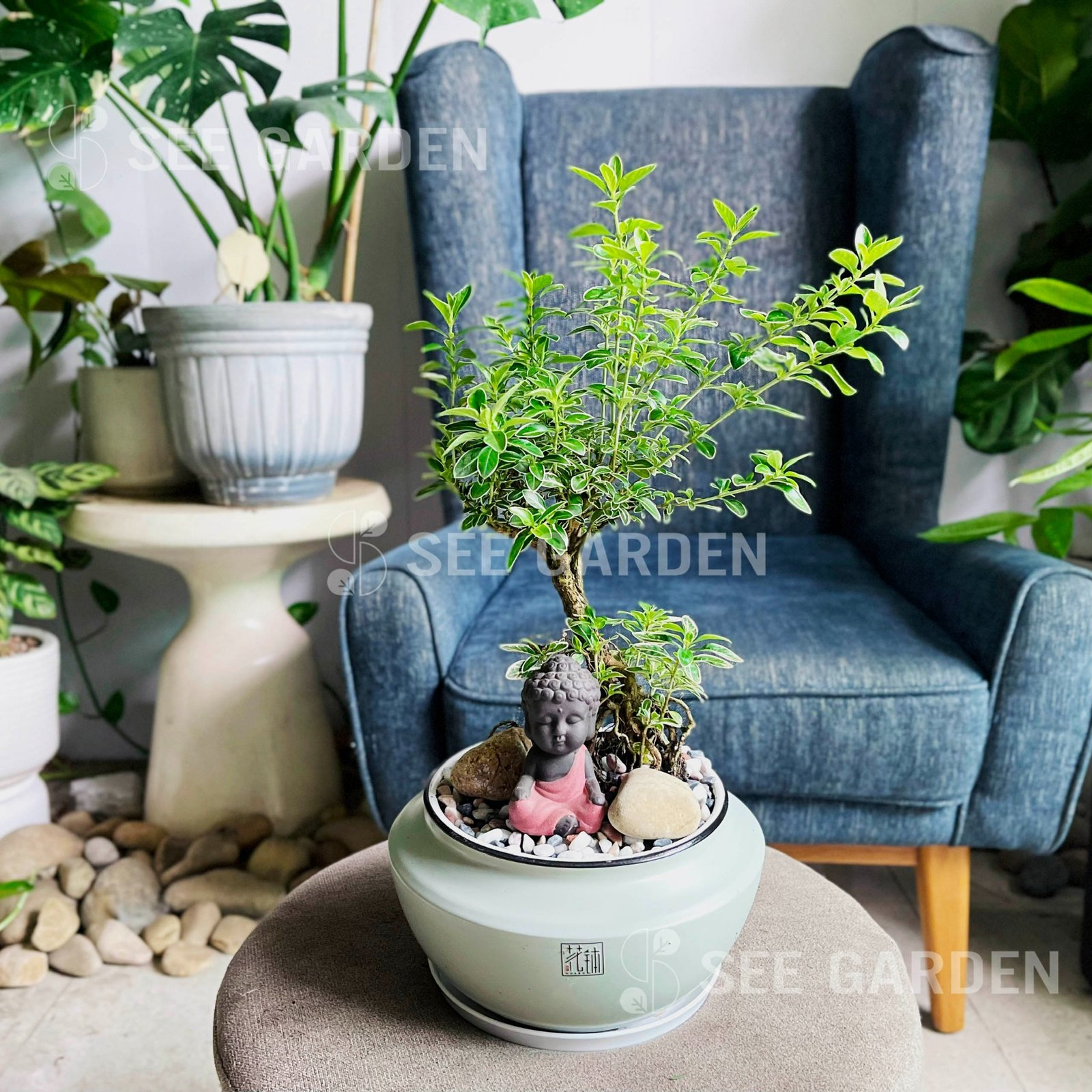 Bạch Tuyết Mai bonsai chậu gốm xanh
