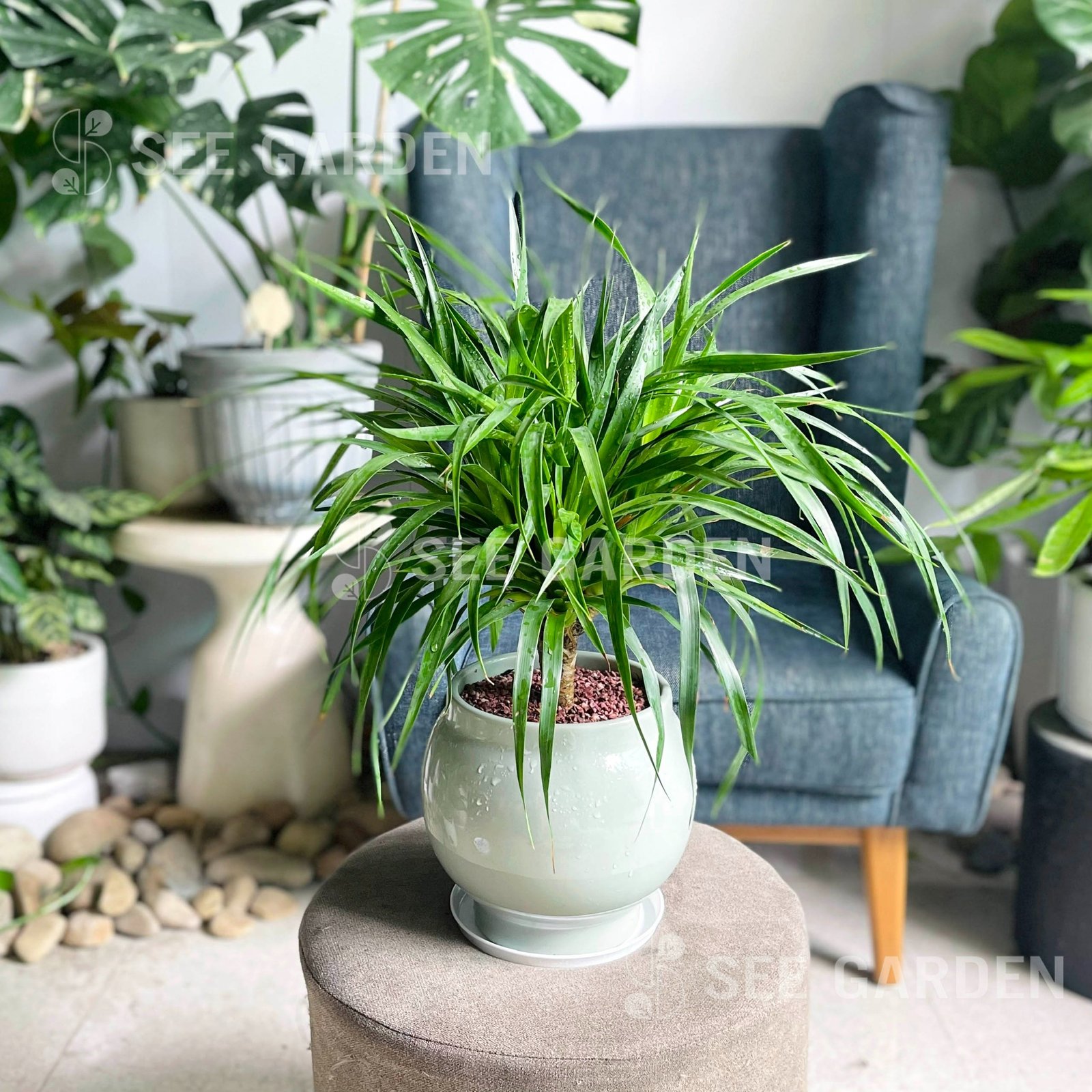 Phát Tài Núi bonsai chậu gốm xanh