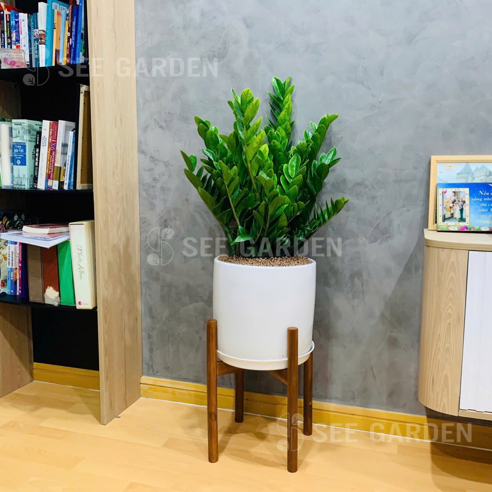Kim Tiền Chậu Men 30cm Kèm Đôn Gỗ
