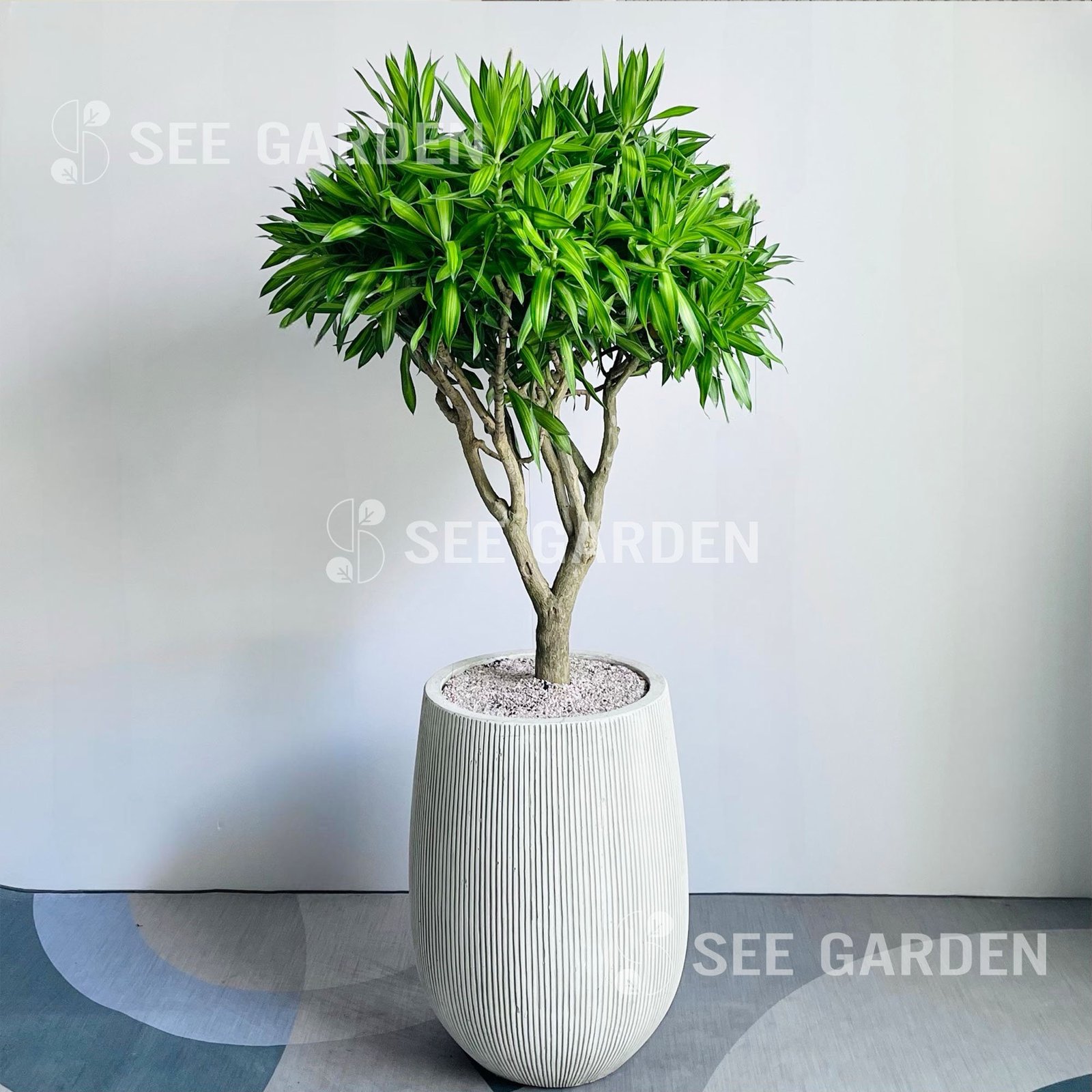Trúc Bách Hợp Cổ Thụ Chậu Kẻ Trắng