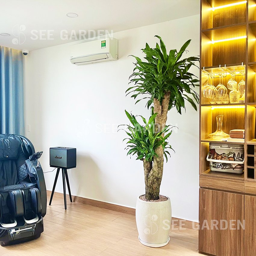 Thiết Mộc Lan Cổ Thụ - Phát Tài Vàng 2