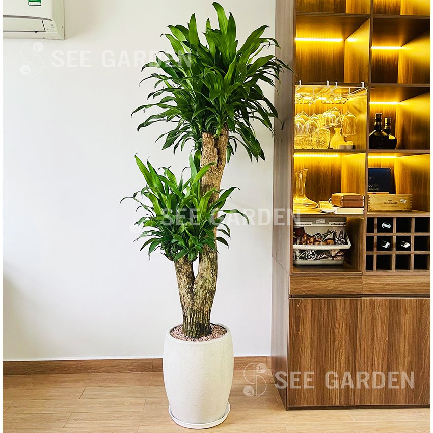 Thiết Mộc Lan Cổ Thụ - Phát Tài Vàng