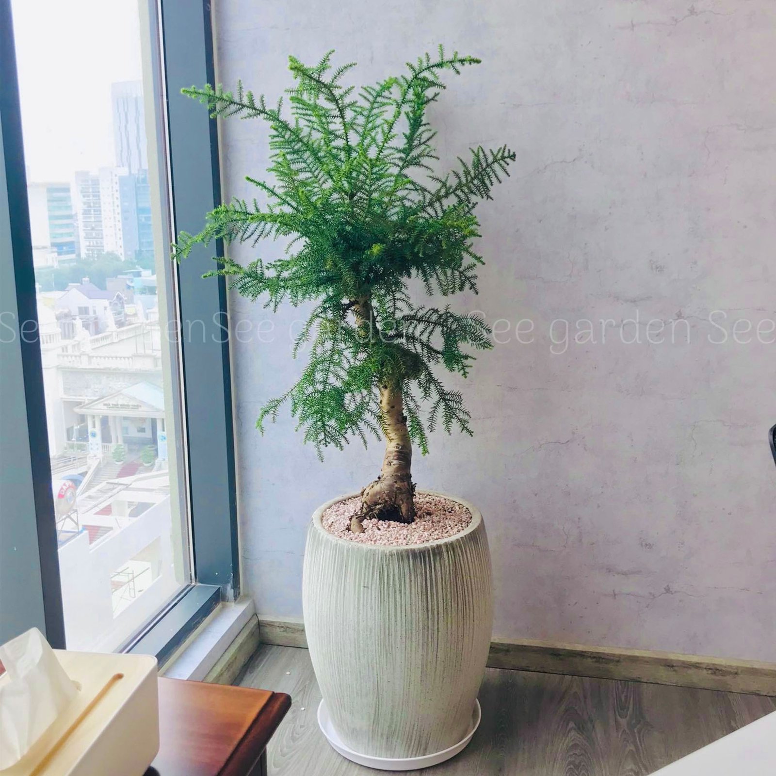 Tùng Bồng Lai Cổ Thụ Kèm Chậu