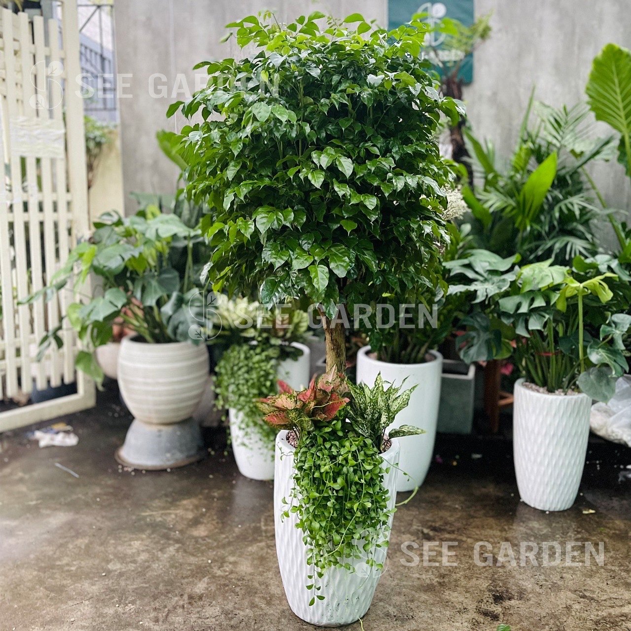 Hạnh Phúc Mix Các Cây Nhỏ LV3