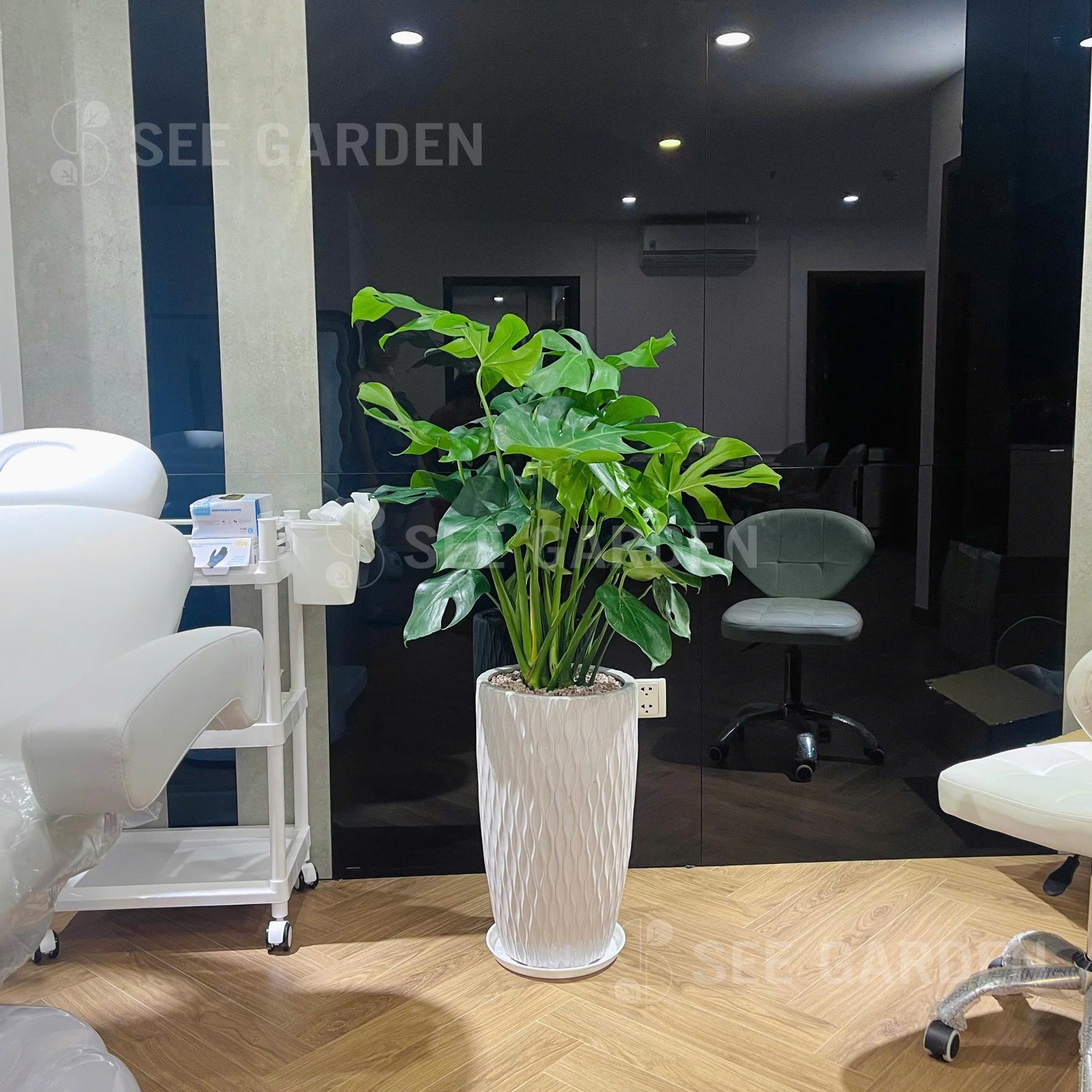Trầu Bà Monstera Chậu Ly Vân LV2