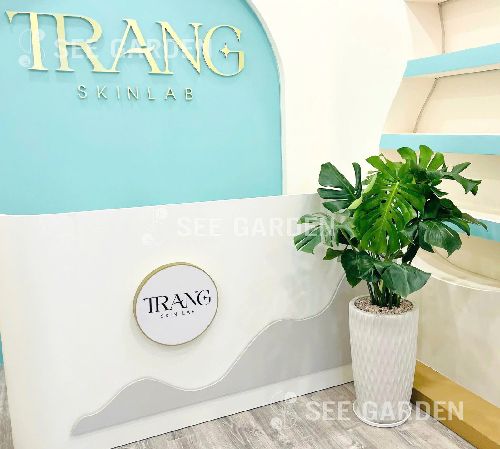 Trầu Bà Monstera Chậu Ly Vân LV2 2