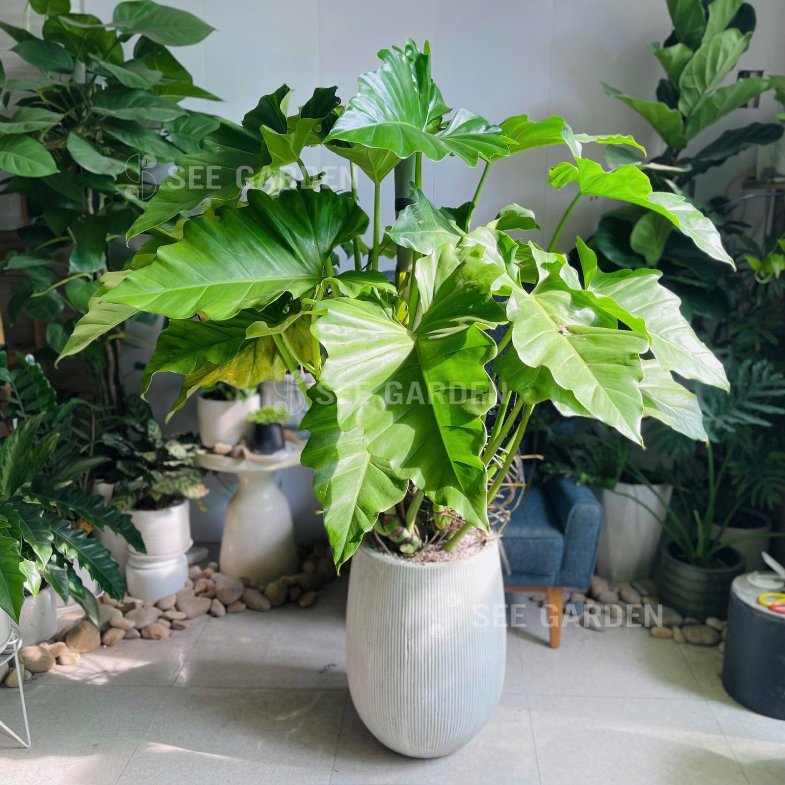Cây Subin Chậu XM Kẻ Trắng [Philodendron Subincisum]