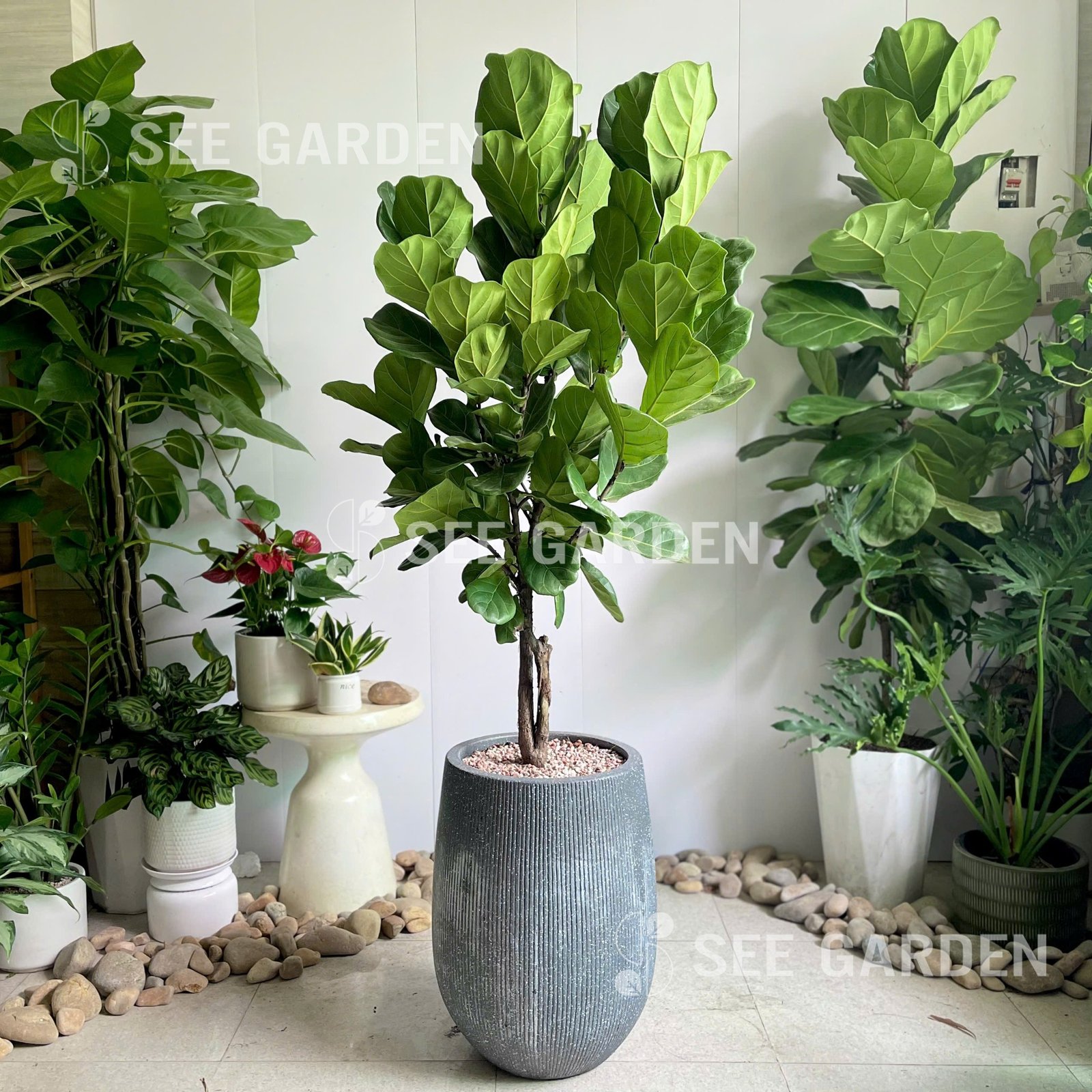 Bàng Singapore Size Lớn Chậu XM Kẻ Đen