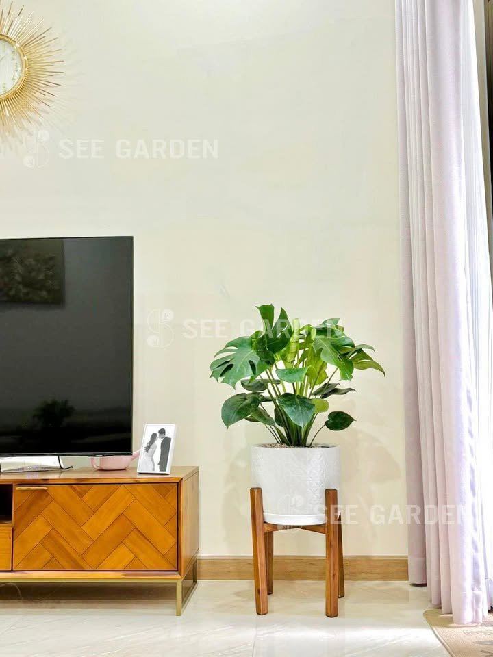 Trầu bà lá xẻ kèm đôn gỗ [Monstera] 2