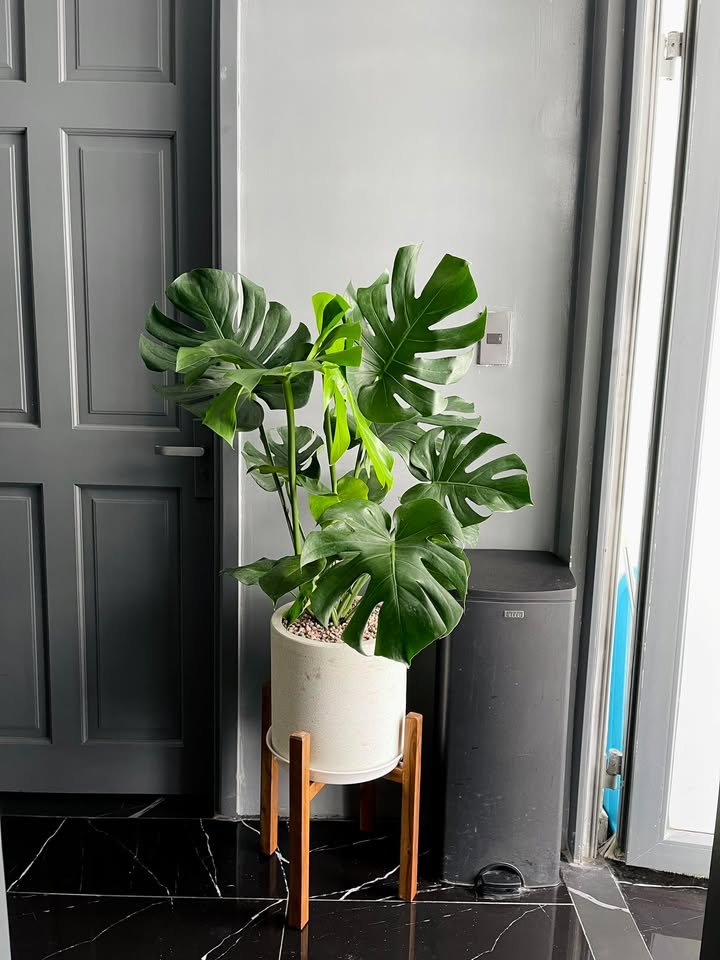 Trầu bà lá xẻ kèm đôn gỗ [Monstera] 3