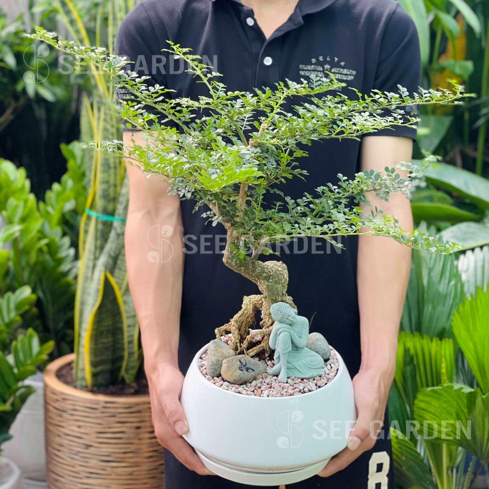 Cây Cần Thăng Tượng Phật Đá