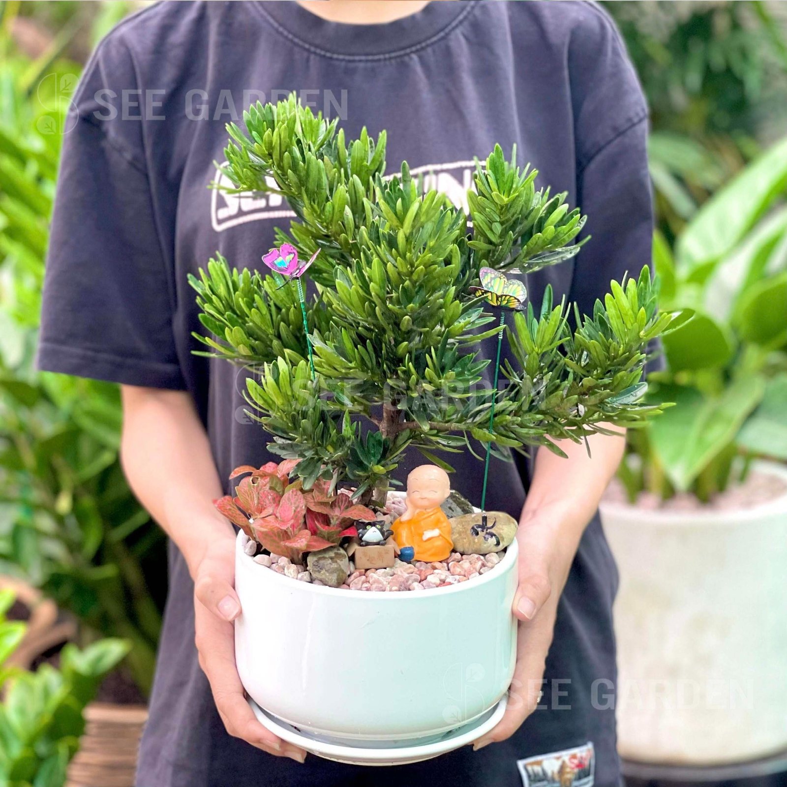 Tùng Kim Cương Mix May Mắn Chú Tiểu