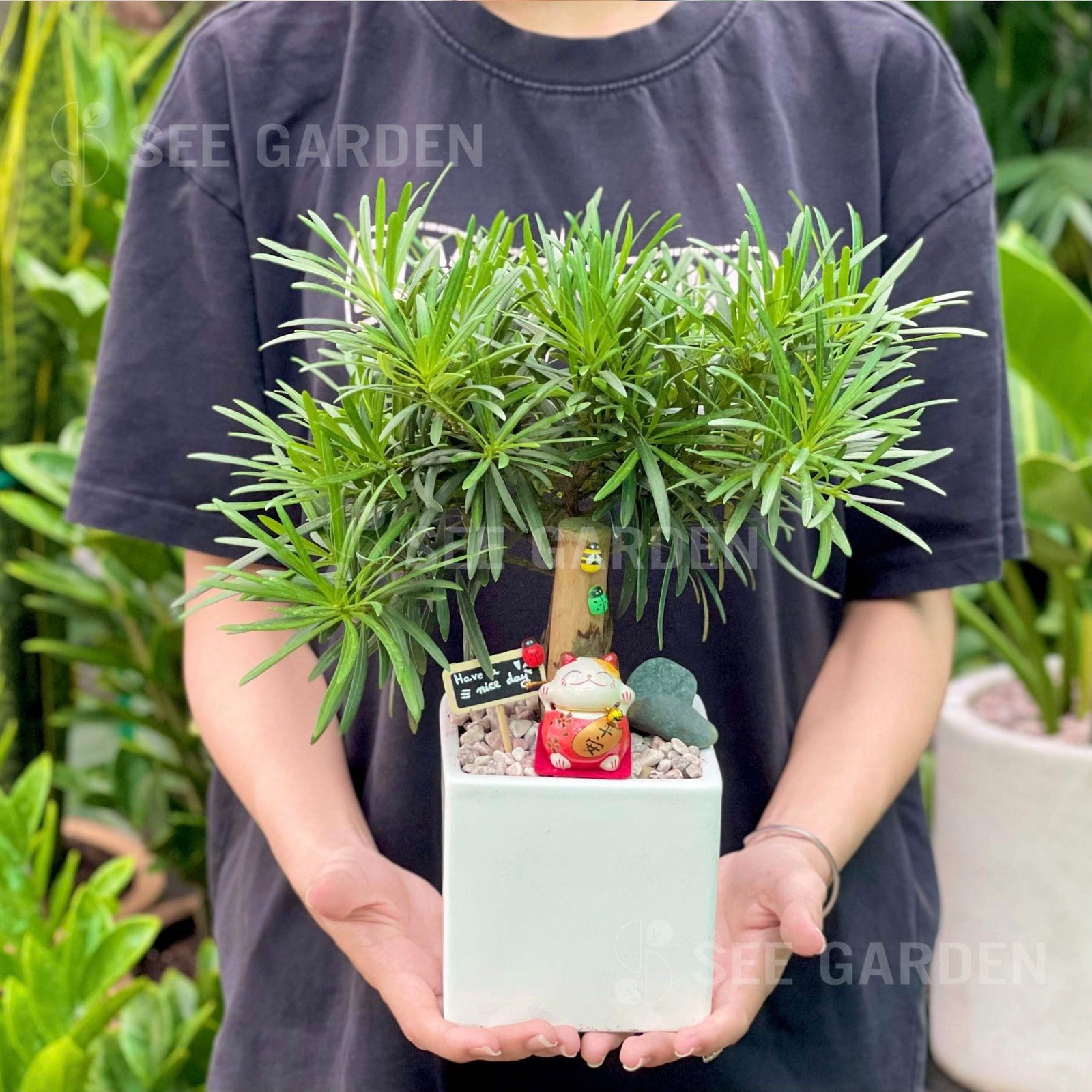 Tùng Vạn Niên Bonsai Tượng Mèo Gốm