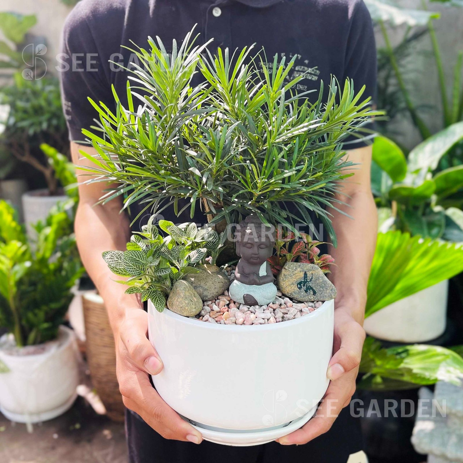 Tùng Vạn Niên Bonsai Tượng Phật Gốm