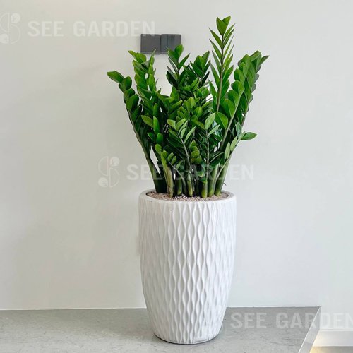 Kim Tiền Lớn Chậu Ly Vân LV1