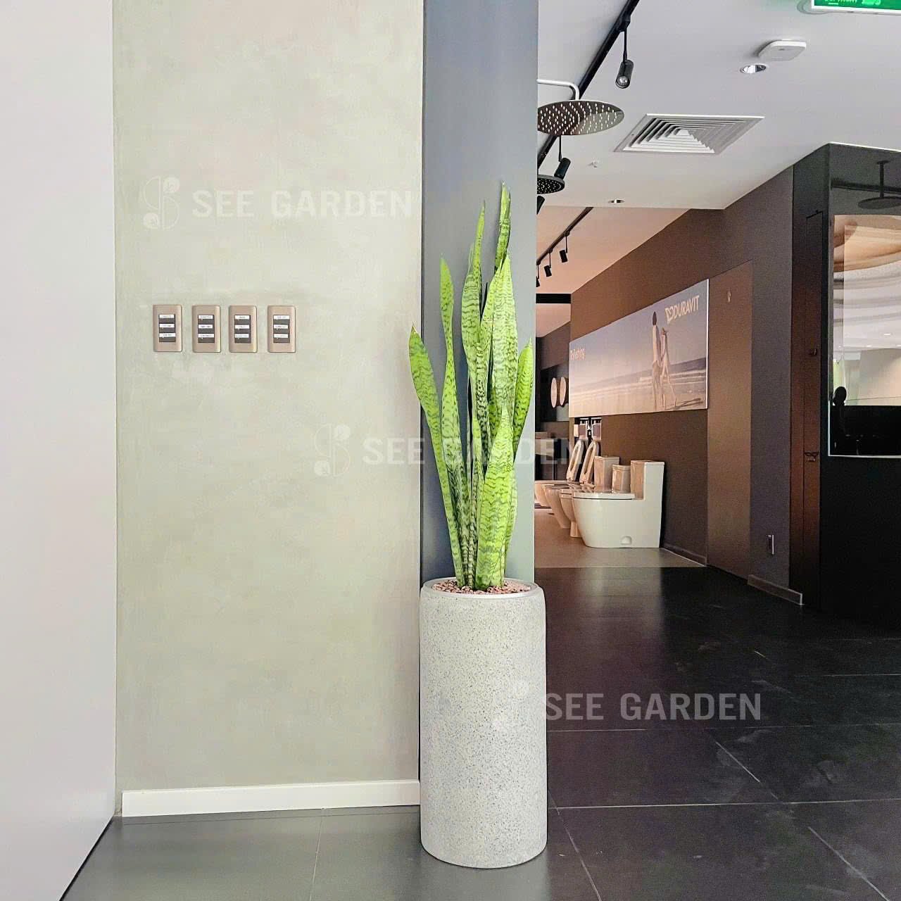 Lưỡi Hổ Xanh Chậu XM Trụ 30x60 2