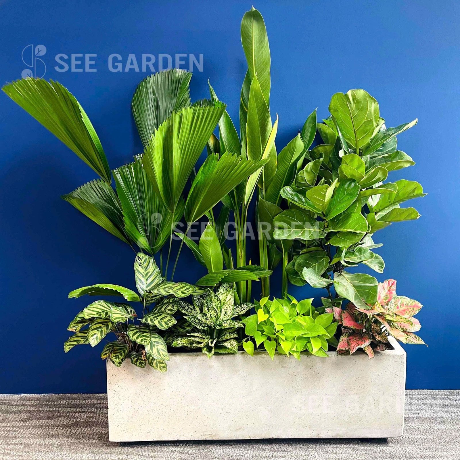 [Balcony] Set Bàng Sing, Cọ Nhật, Thiên Điểu Mix