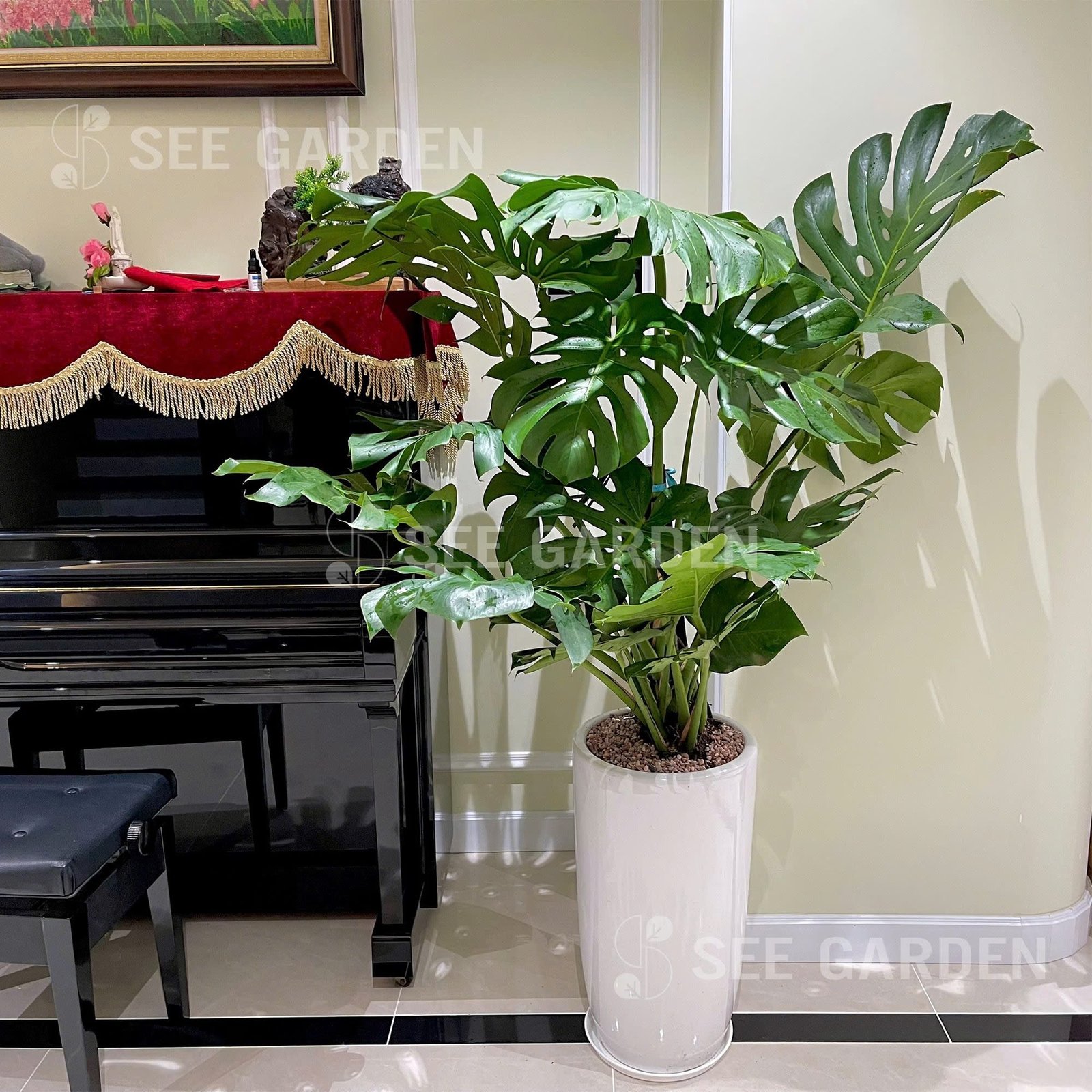 Monstera Chậu Ly Trơn LT2
