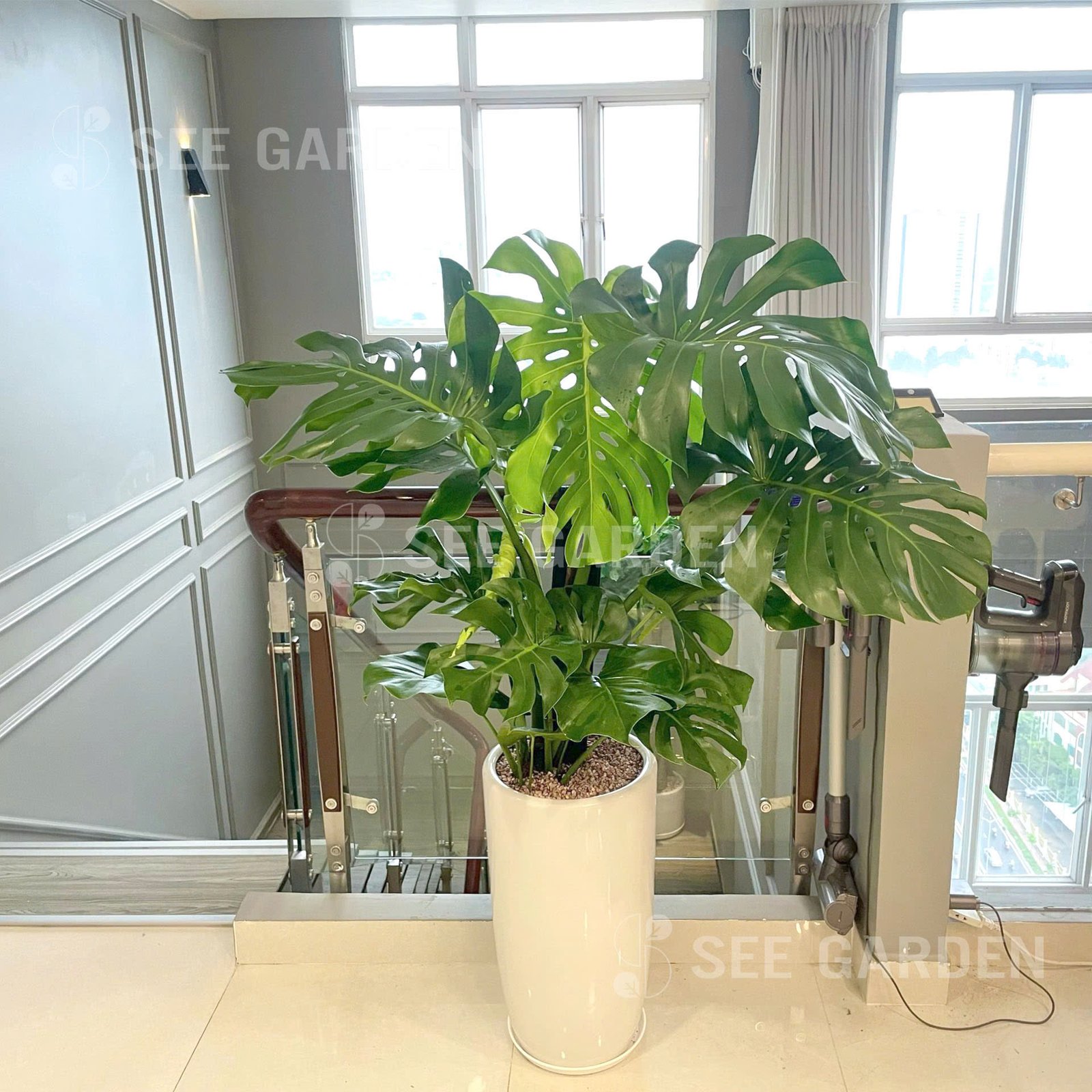 Monstera Chậu Ly Trơn LT2 2