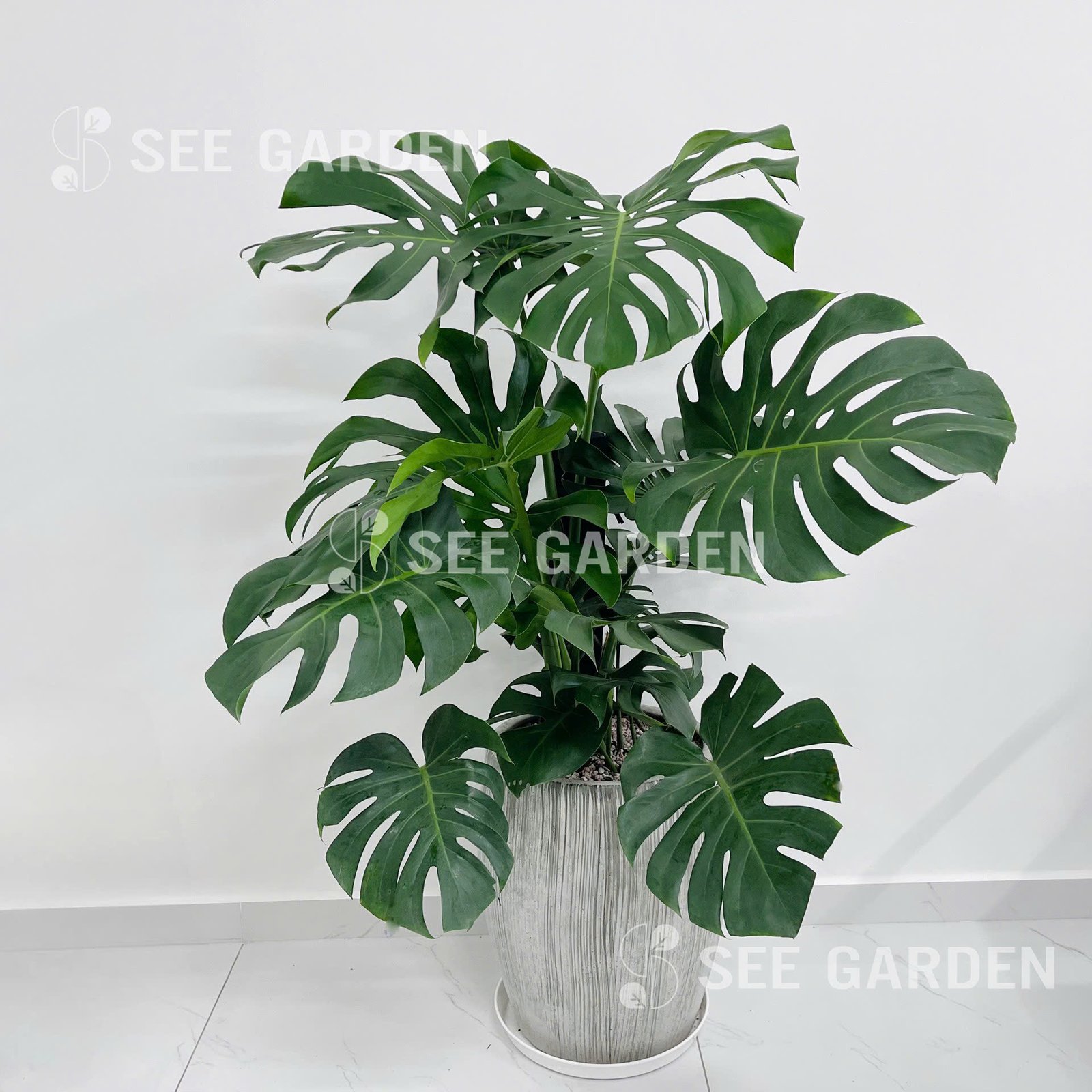 Trầu Bà Lá Xẻ Monstera Size Đại Chậu Kẻ Xám