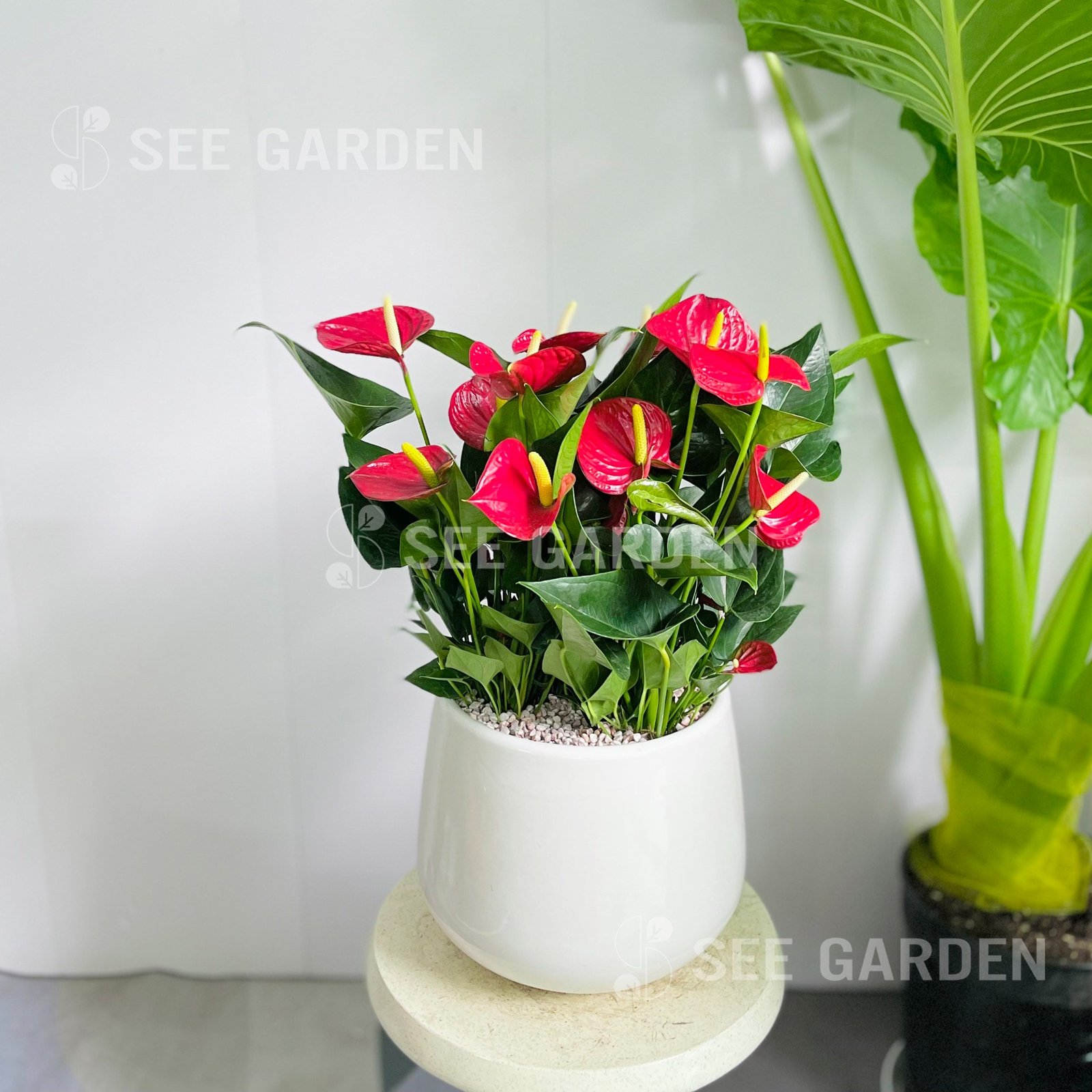 Hồng Môn size L (D16xH16)