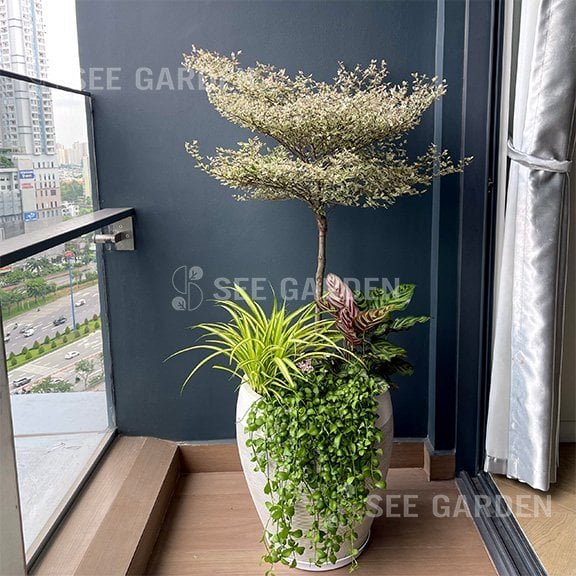 [Balcony] Bàng Cẩm Thạch Mix