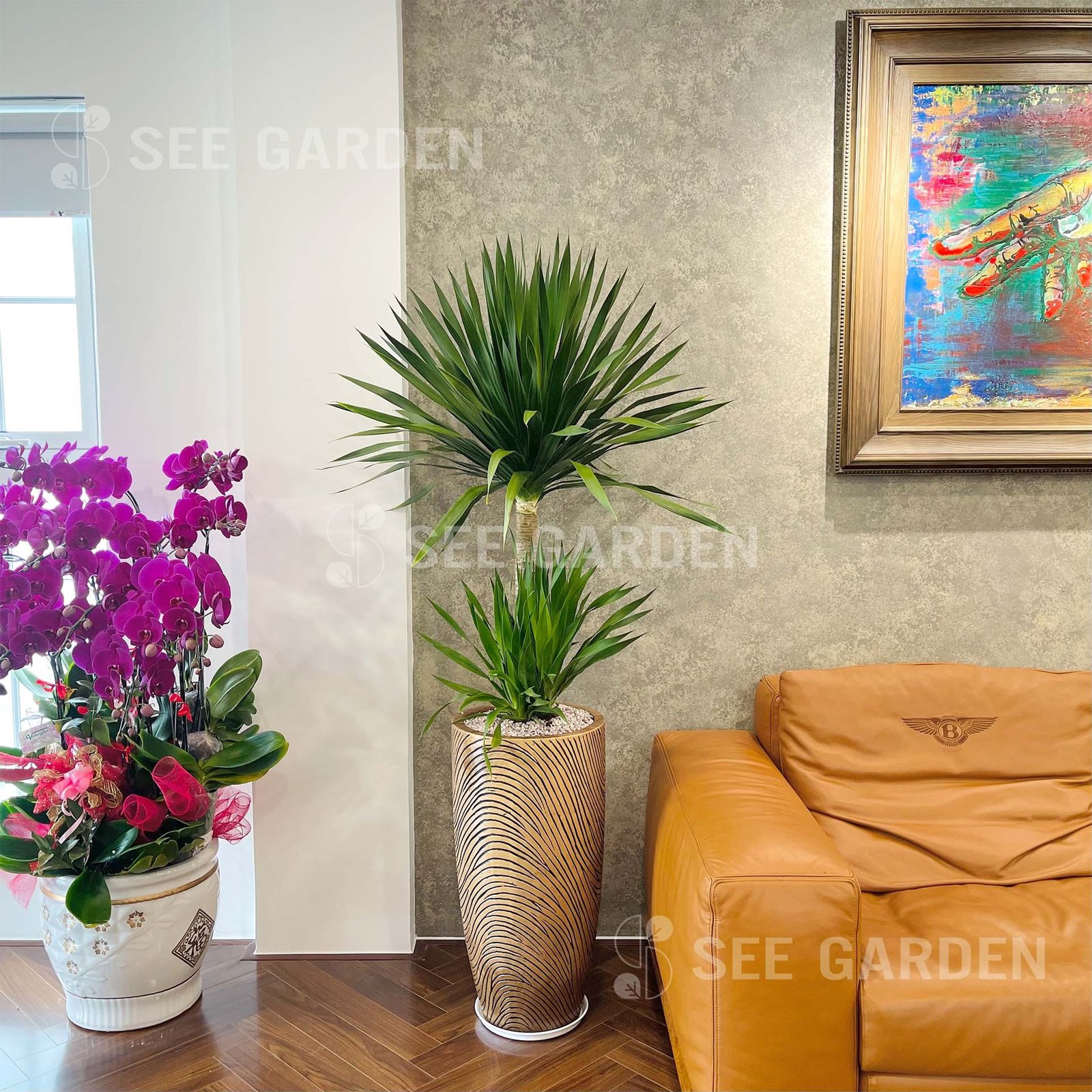Phát tài núi chậu vân vàng size lớn