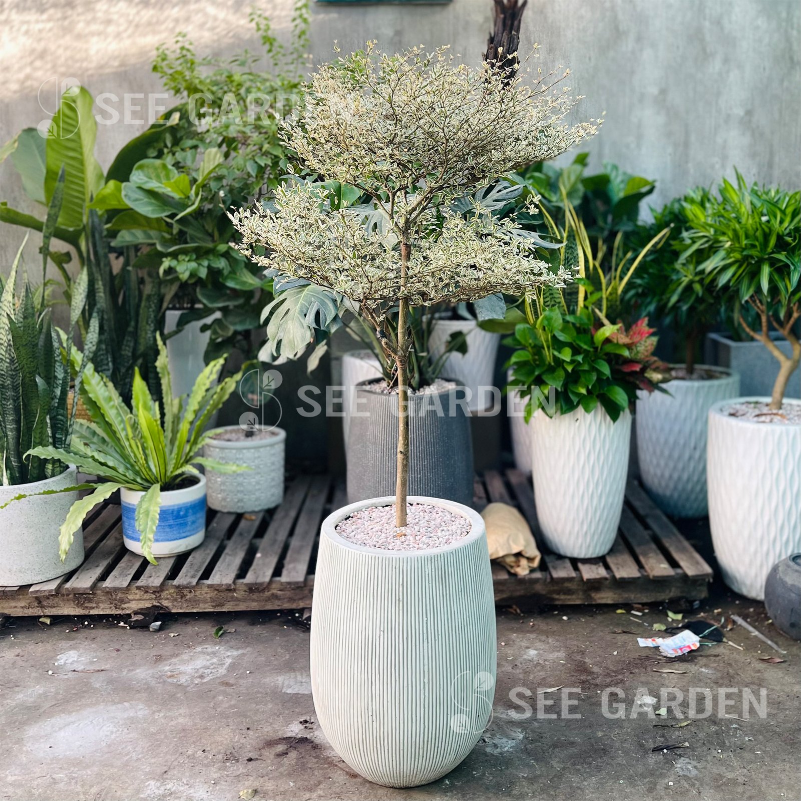 [Balcony] Bàng Cẩm Thạch
