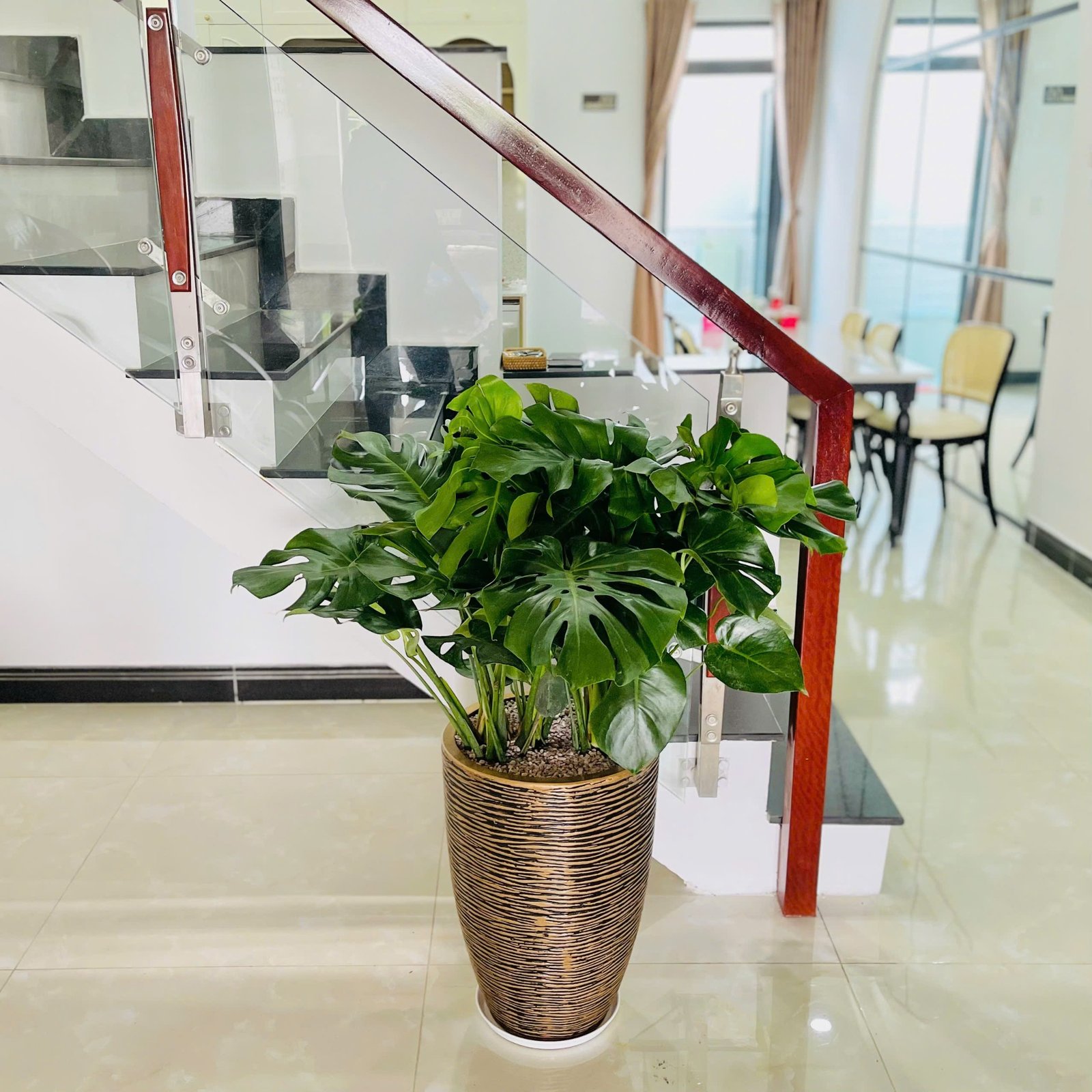 Monstera Chậu Vàng Đồng 2