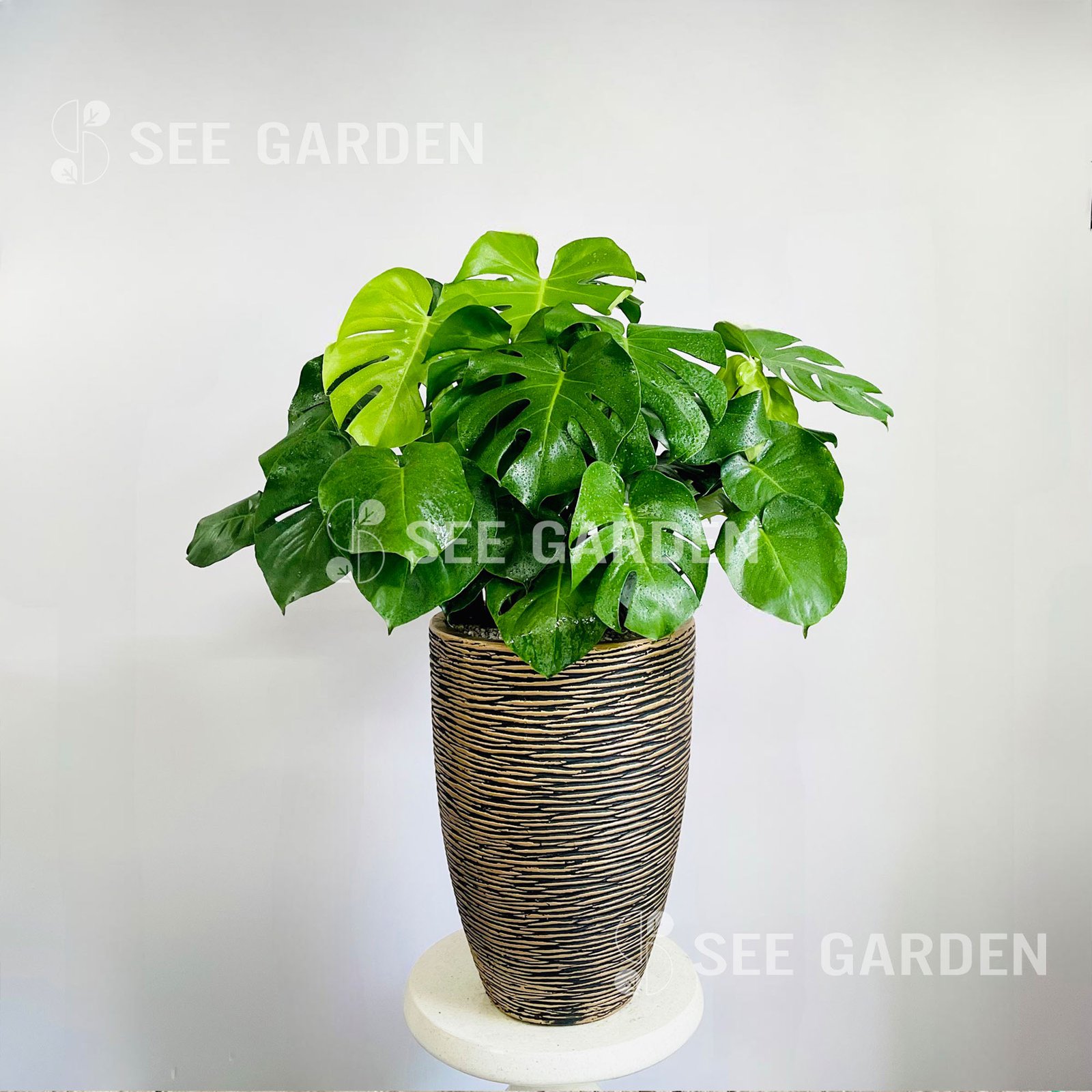 Monstera Chậu Vàng Đồng
