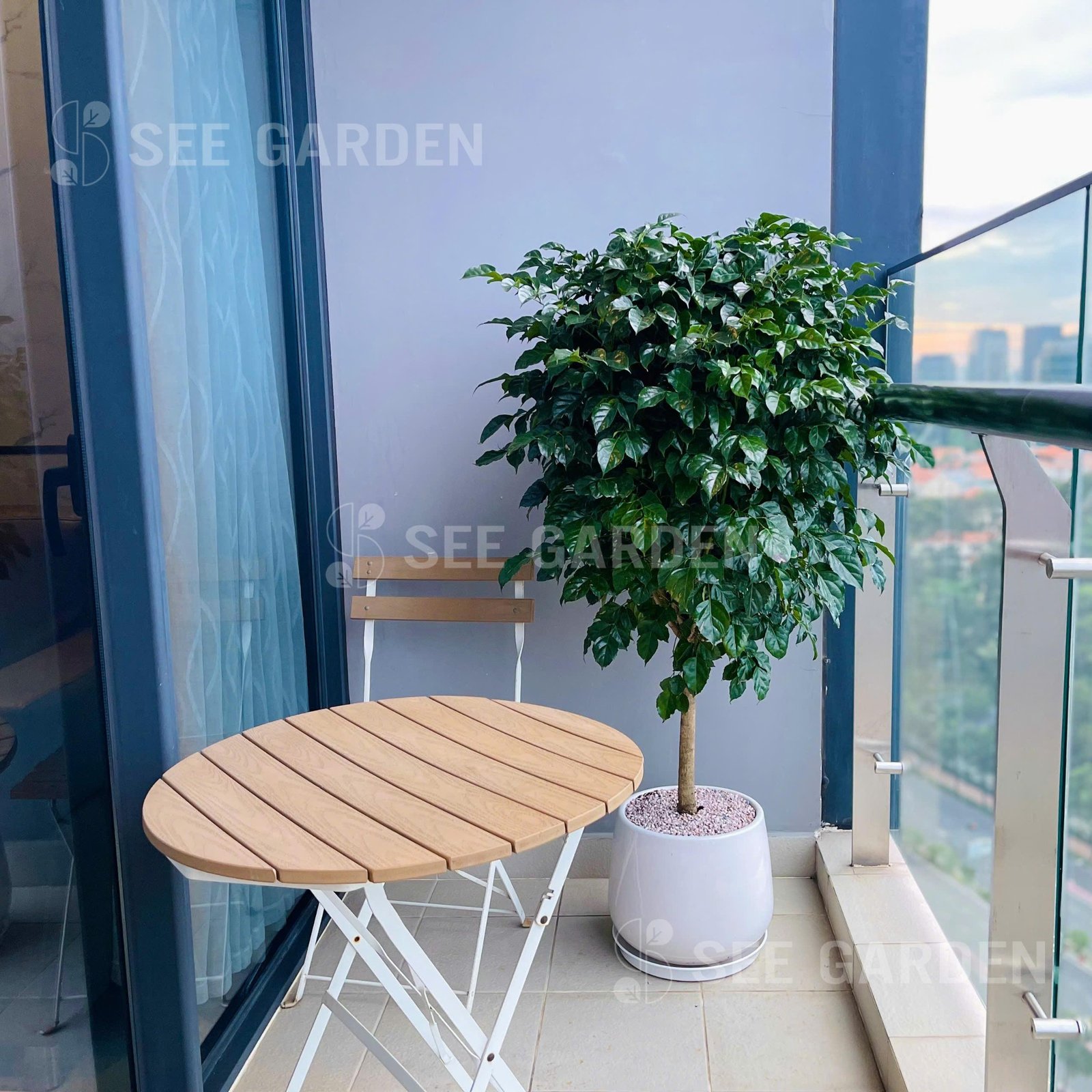 Hạnh Phúc Chậu Lê 2