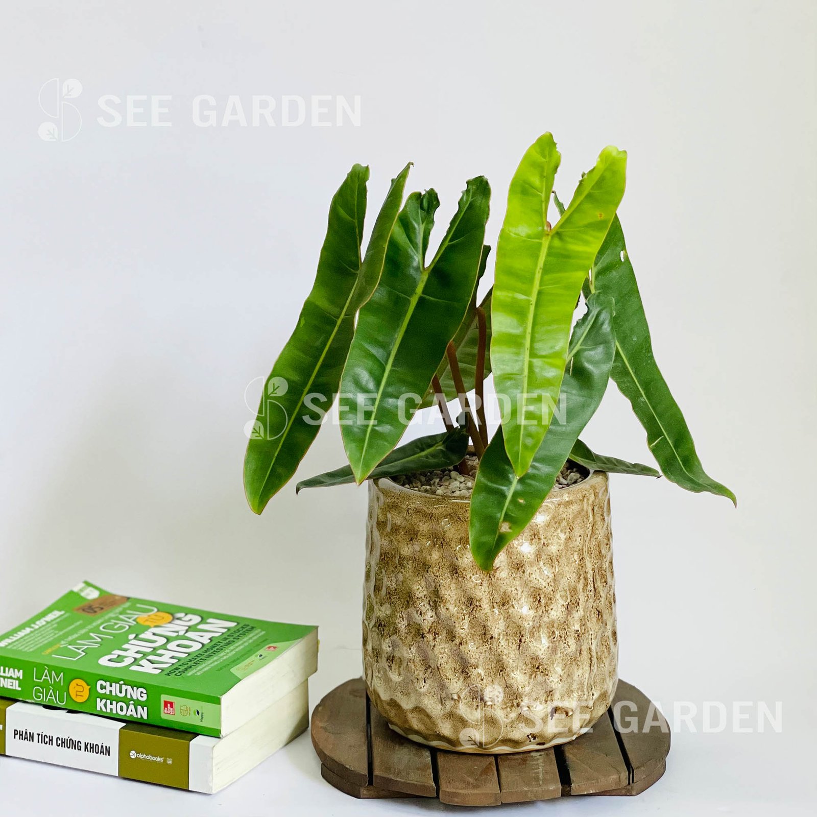 Cây Hạc Cam KC3