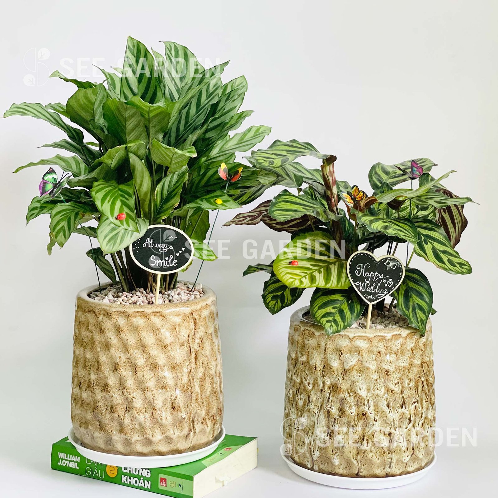 Cặp Đuôi Công Chậu KC2