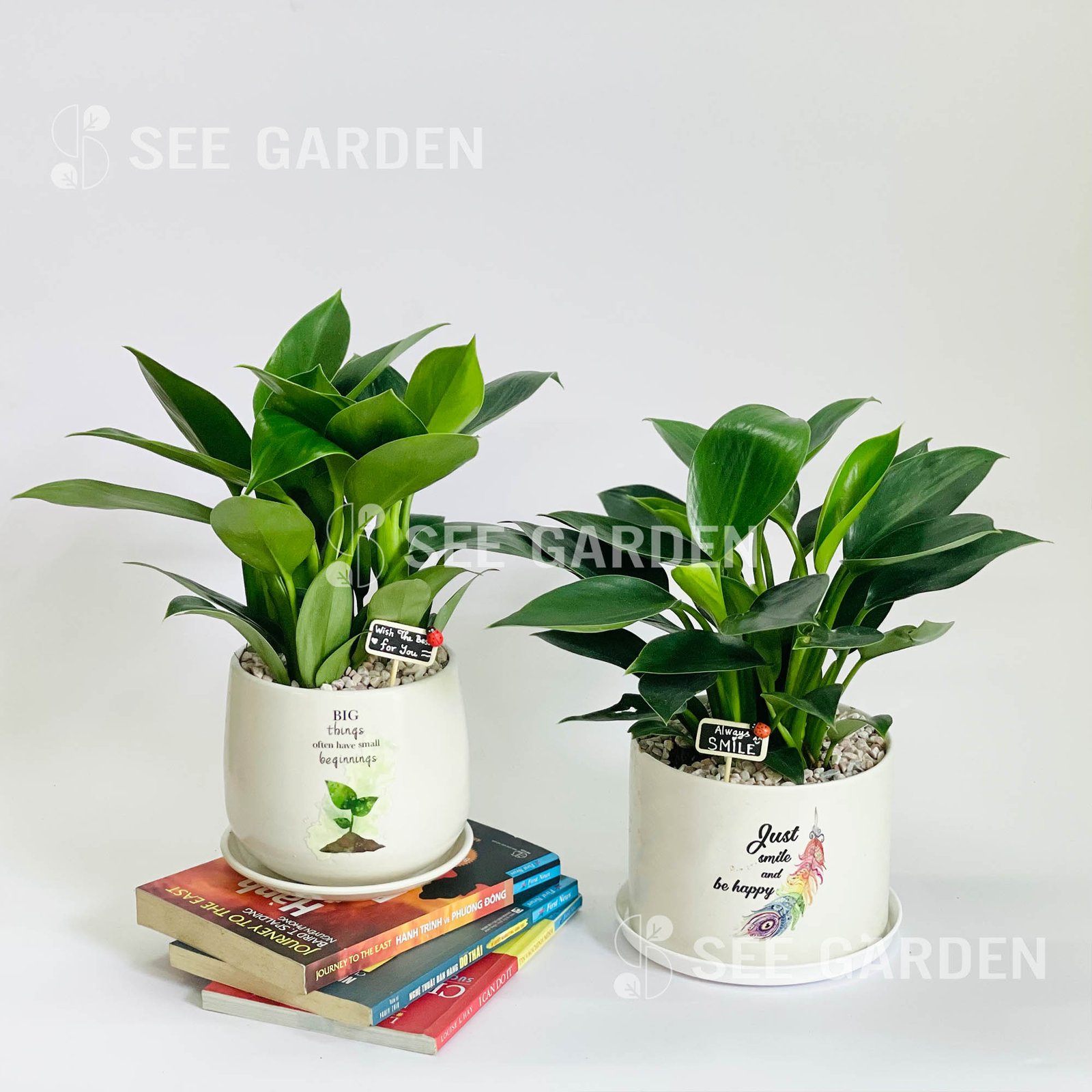 Đế Vương Xanh Mini [Imperial Green Philodendron]