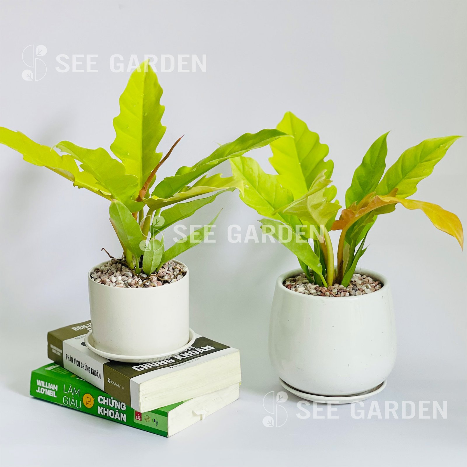 Cung Đàn Vàng Kem Chậu L16 [Ring Of Fire Variegated]