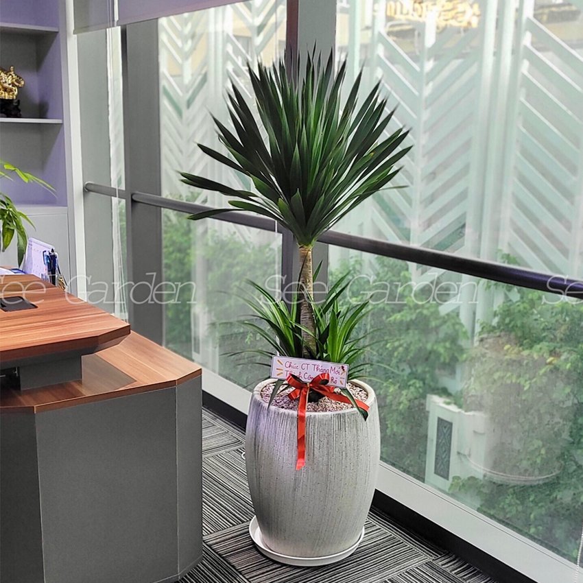 Phát tài núi chậu kẻ xám 2